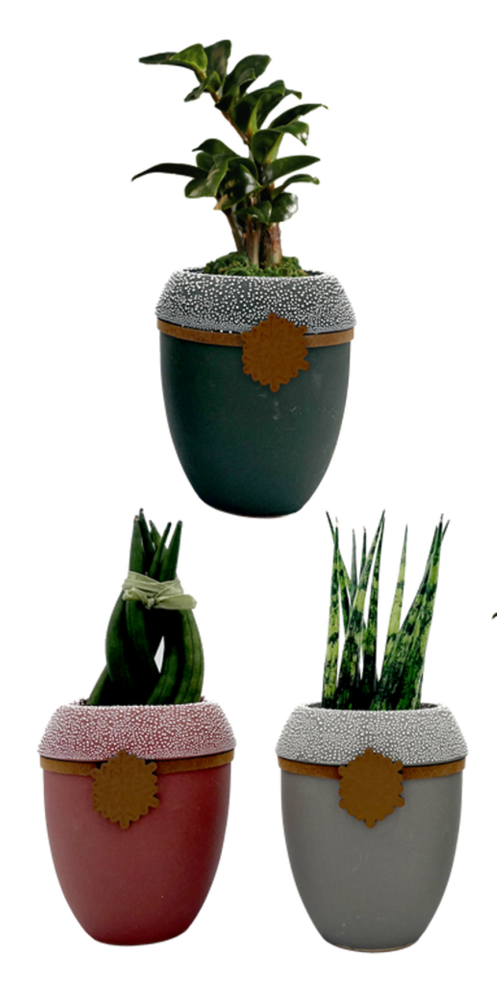 LiveTrends ASB07730 Snowfall House plant in 2.3 Ounce(s) Pot 1 -Pack