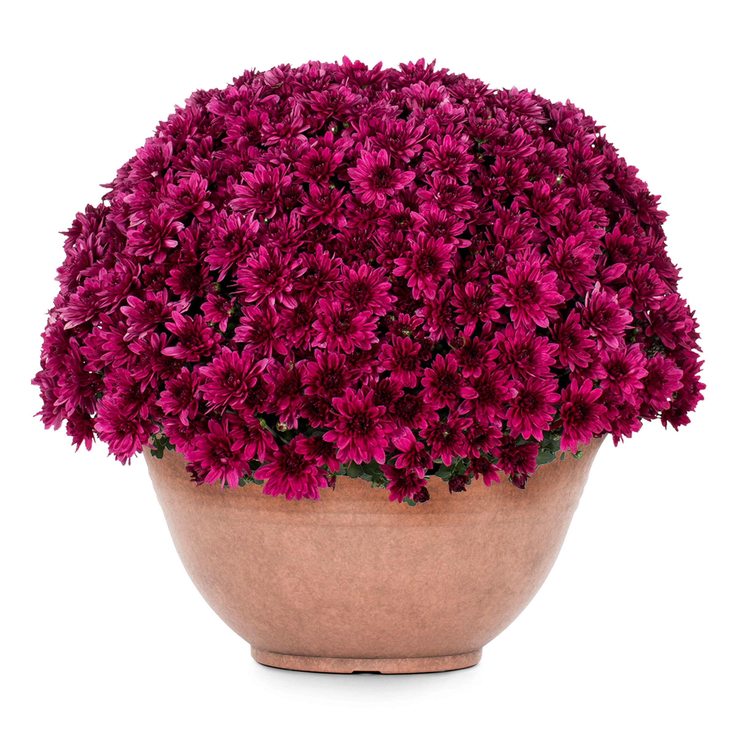 Proven Winner NURSERY annuals - View #3