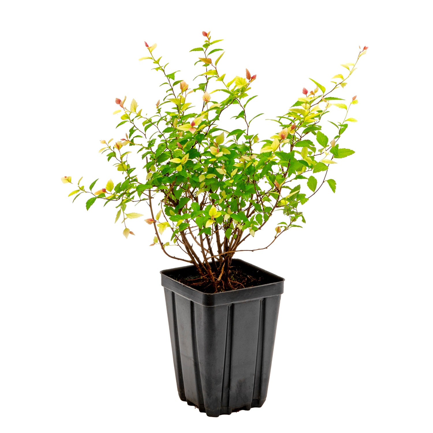 Spring Hill Nurseries White Flowering Van Houtte Spirea Flowering Shrub 