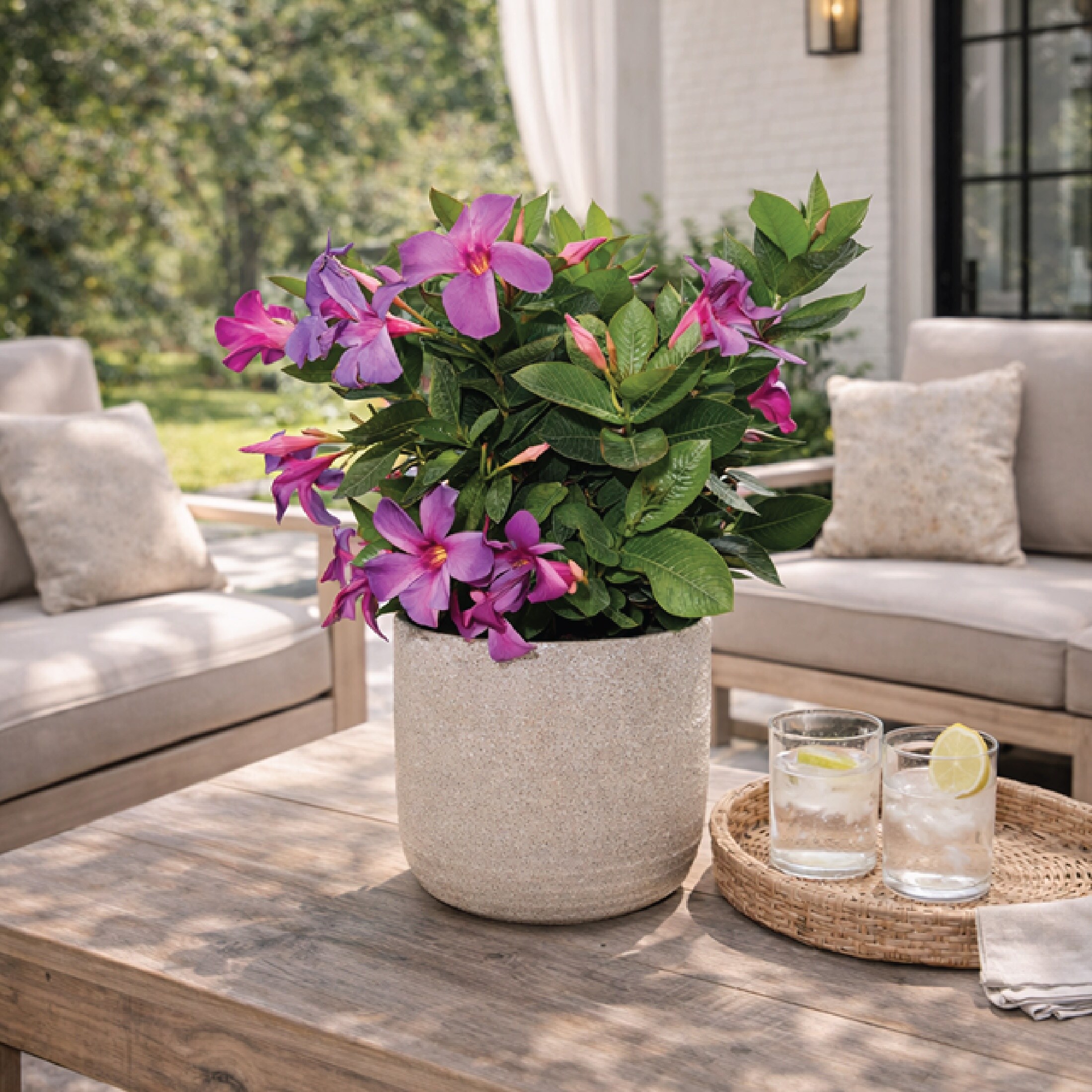Nature's Way Farms 2 -Quart Sun Bluephoria Mandevilla Flowering