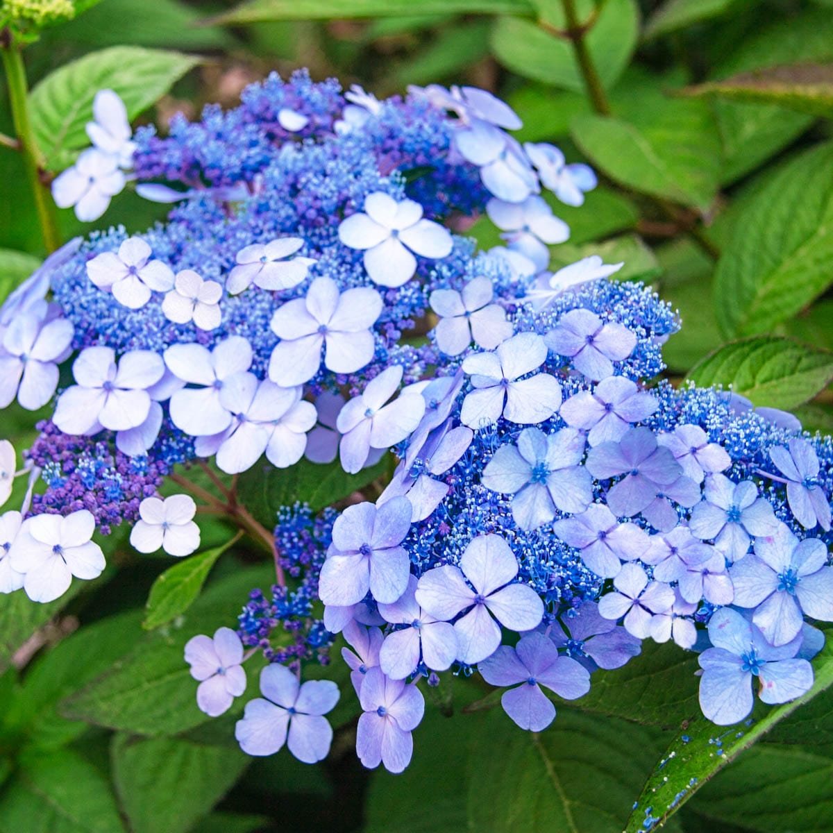 Spring Hill Nurseries 77016 Teller's Hydrangea Blue Flowering Shrub in 1 Pack(s) Pot