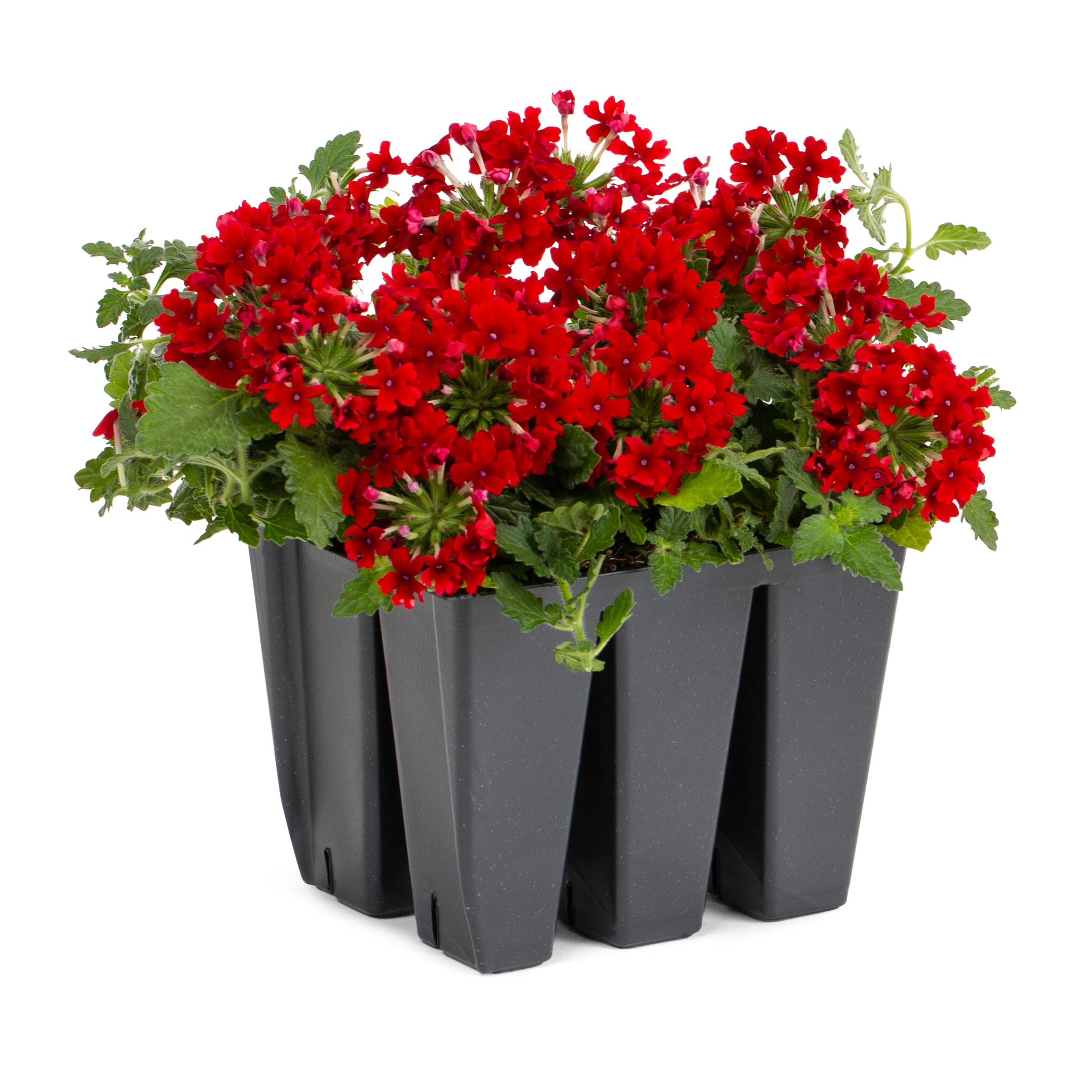 Lowe's NURSERY Red Verbena in 6 -Pack Tray 1 -Pack