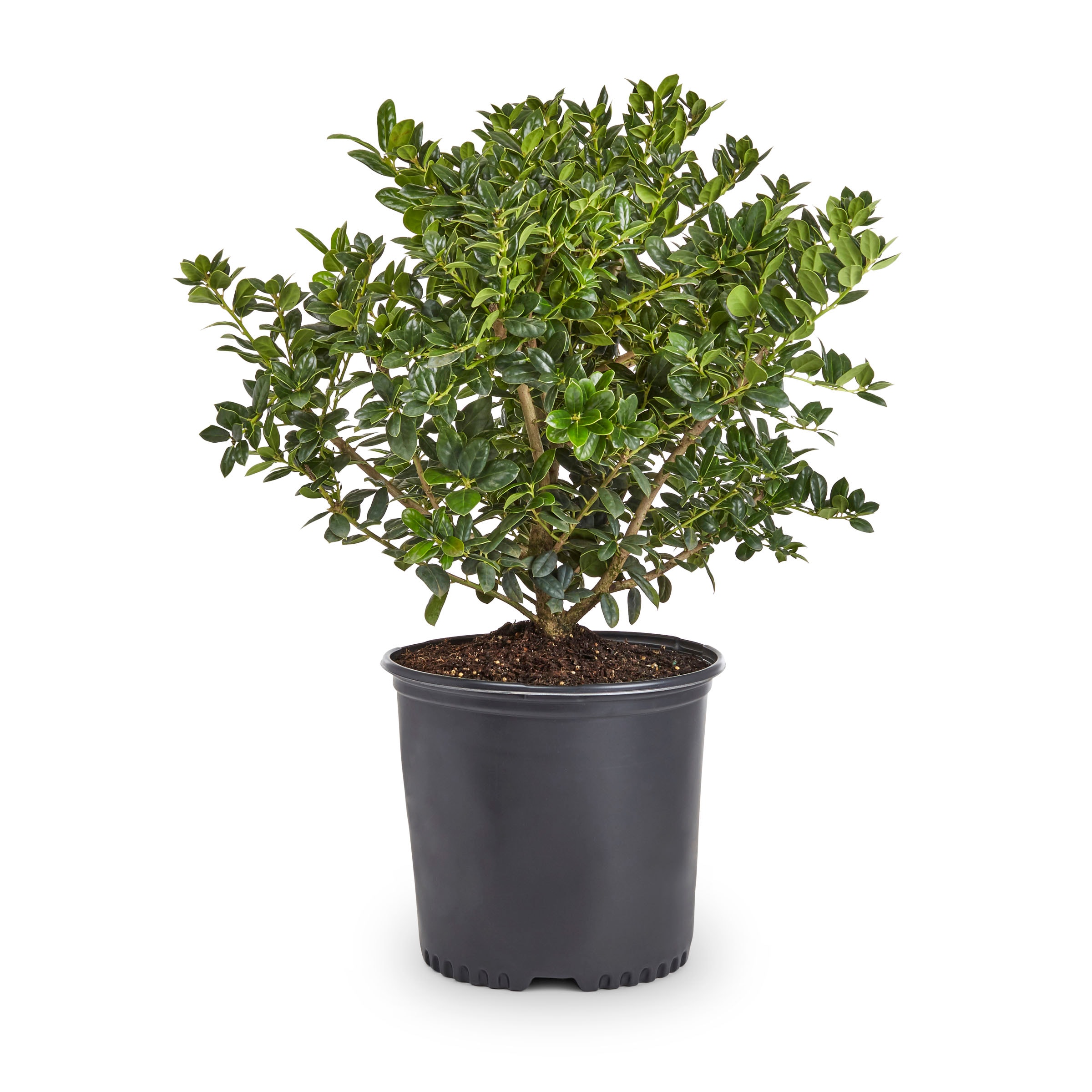 Lowe's 94867 Burford Dward Holly Shrub in 2.25 -Gallon
