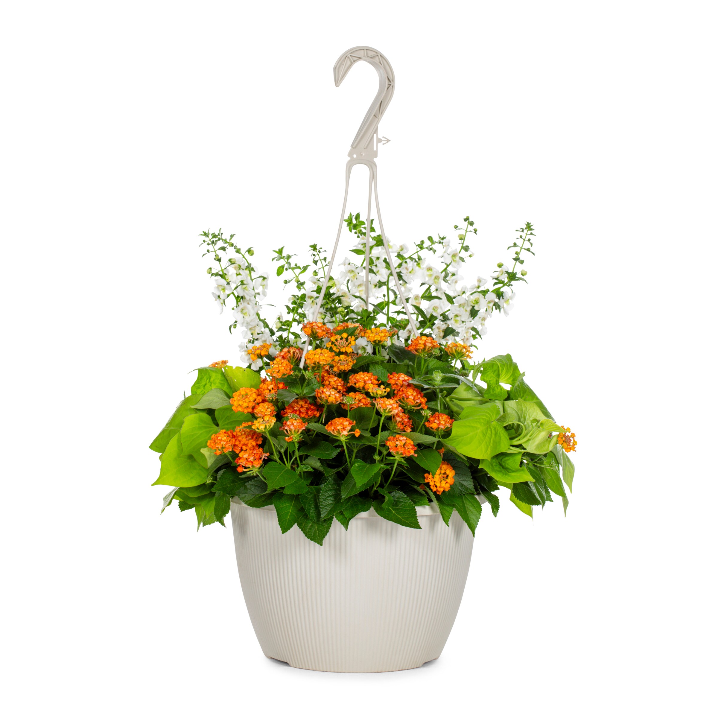 Lowe's NURSERY Multicolor Annuals Combo in 1.5 Gallon(s) Hanging basket 1 -Pack