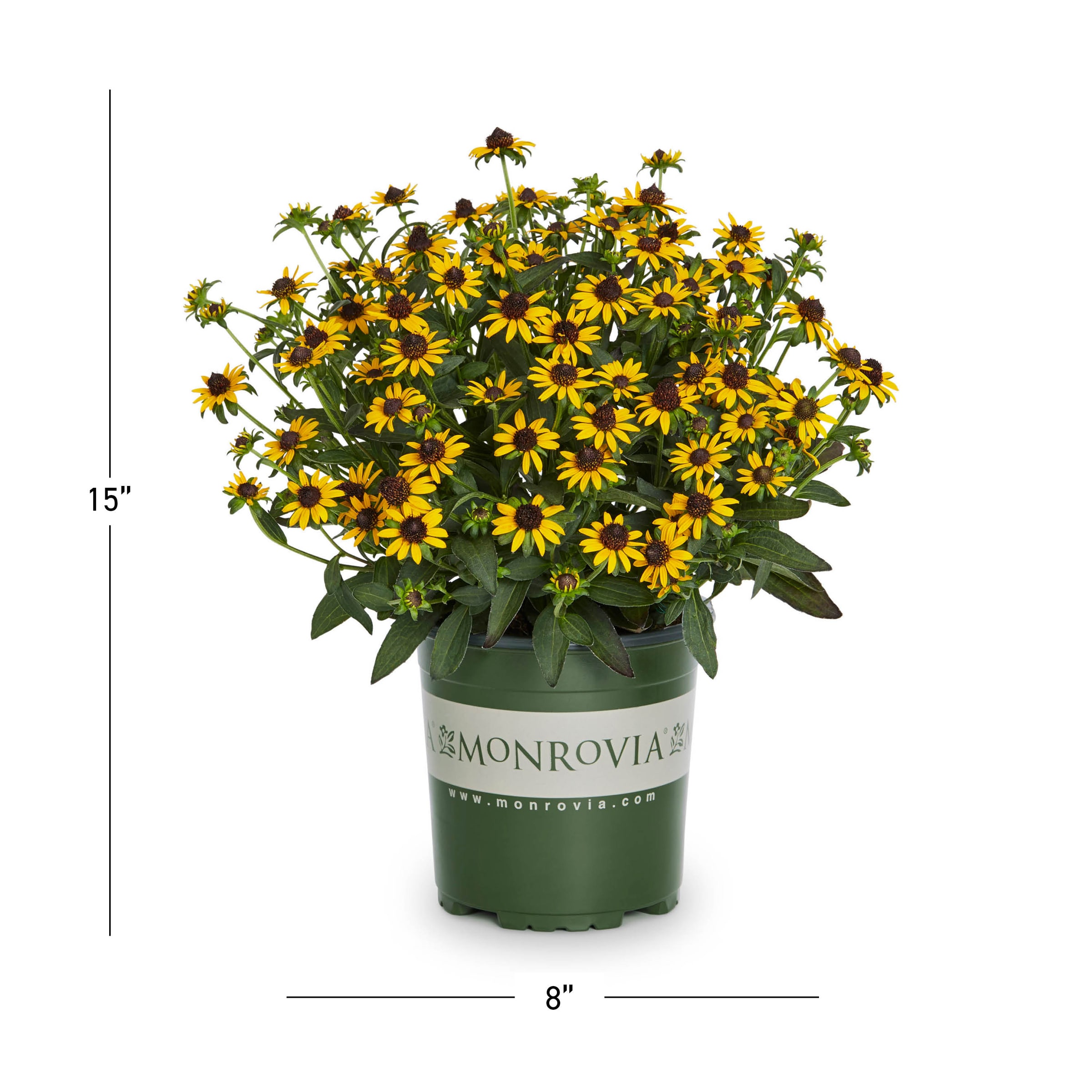 Monrovia 4372 perennials - View #3