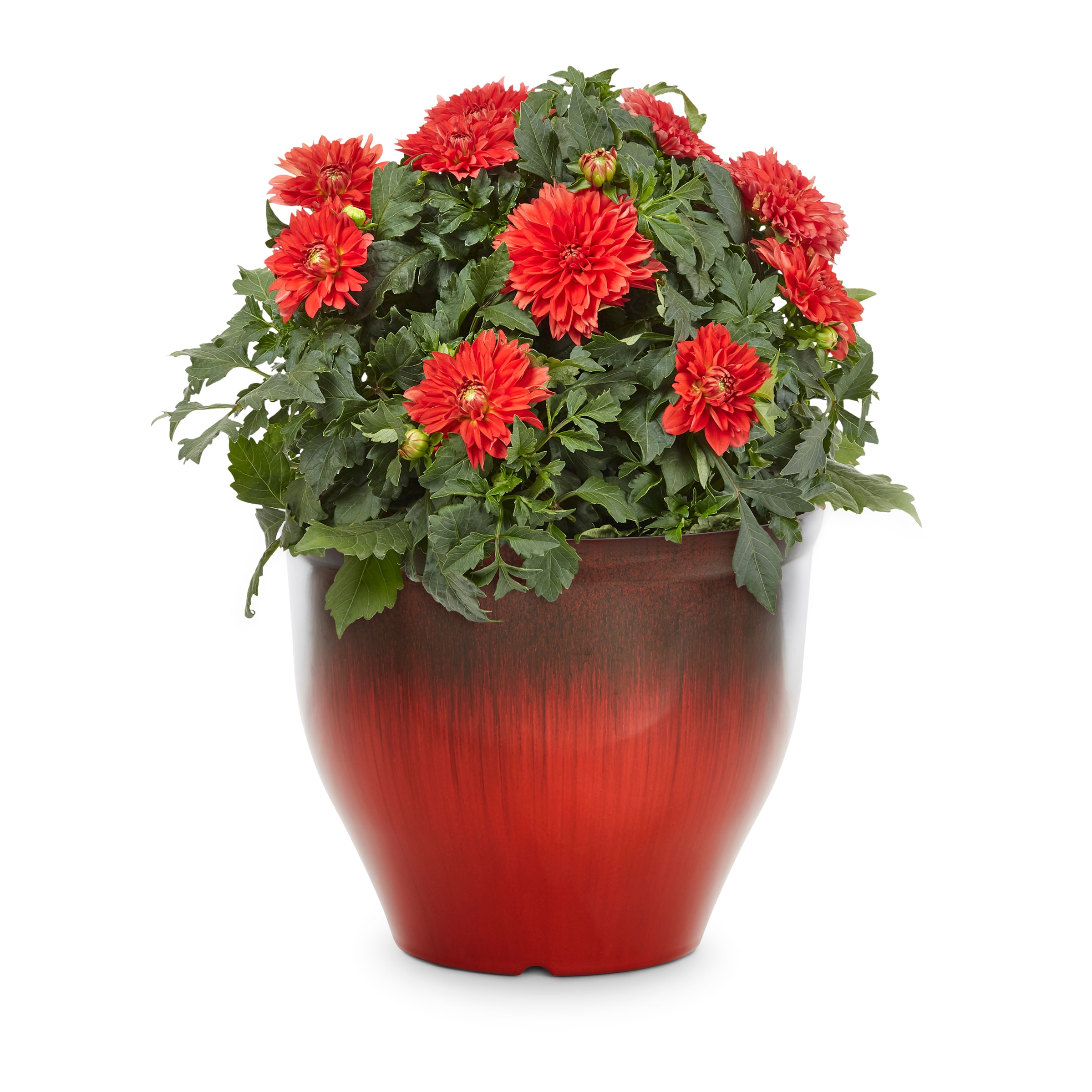 Lowe's 1857431 Multicolor Dahlia in 3.27 Gallon(s) Planter