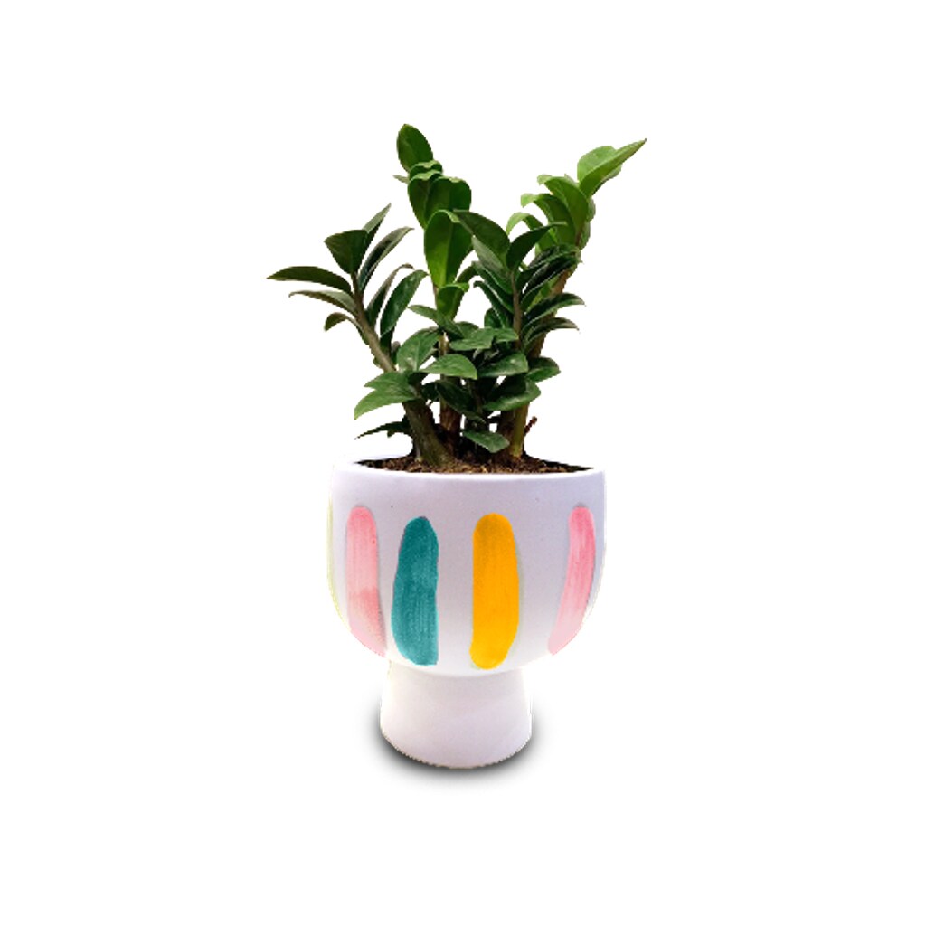 LiveTrends ASB06572 Summer Magic House plant in 12 Ounce(s) Pot 1 -Pack