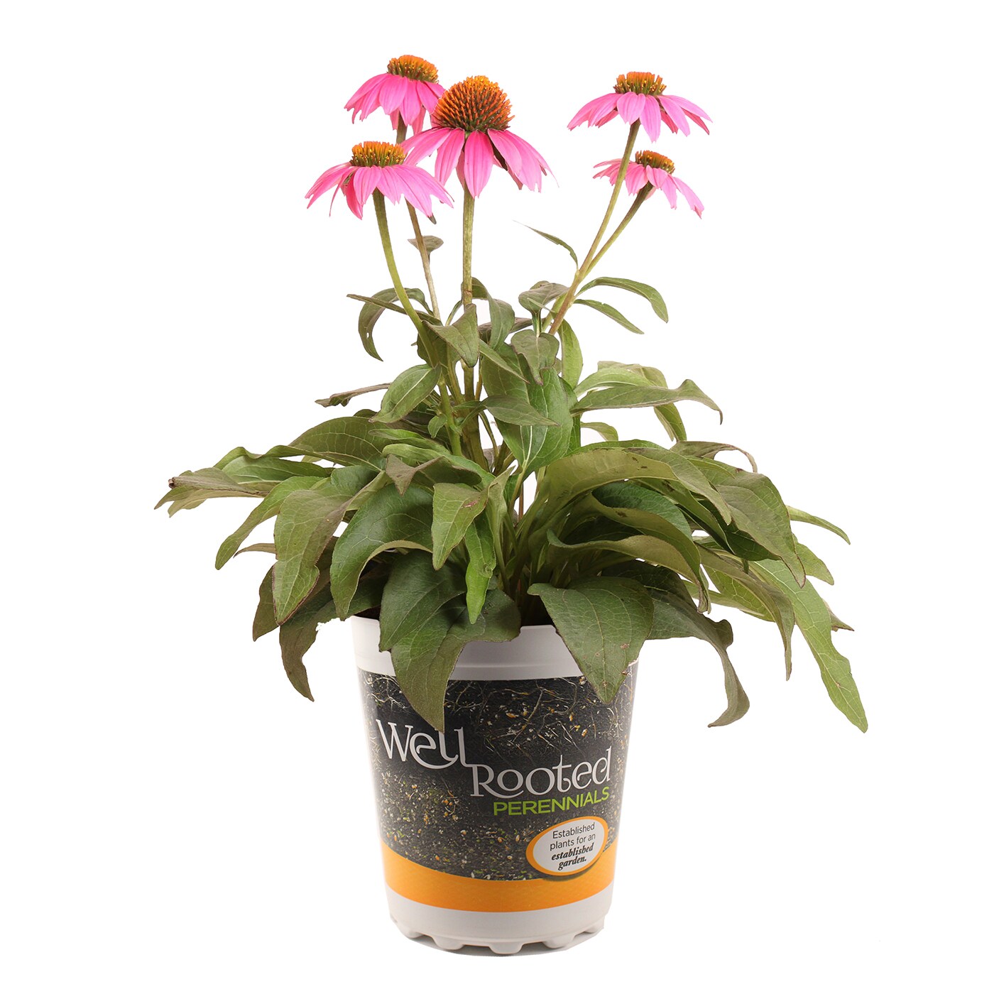 Lowe's NURSERY Multicolor Coneflower in 2.5-Quart Pot