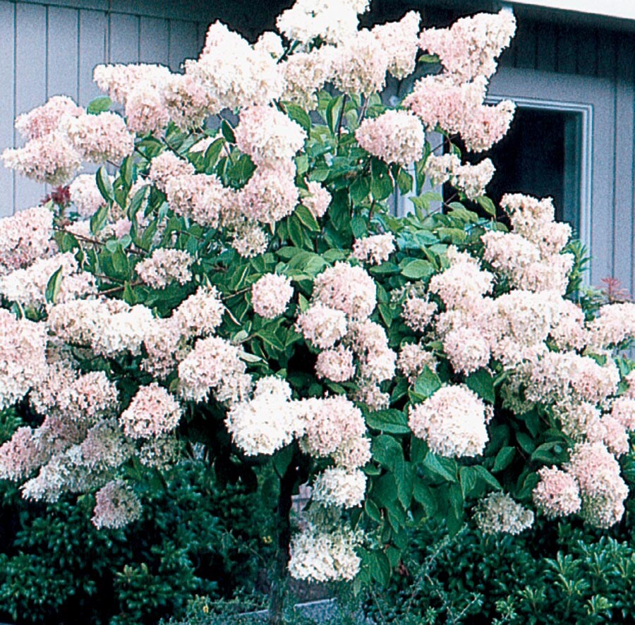  NURSERY White Peegee Hydrangea Flowering Shrub In Pot (With Soil)