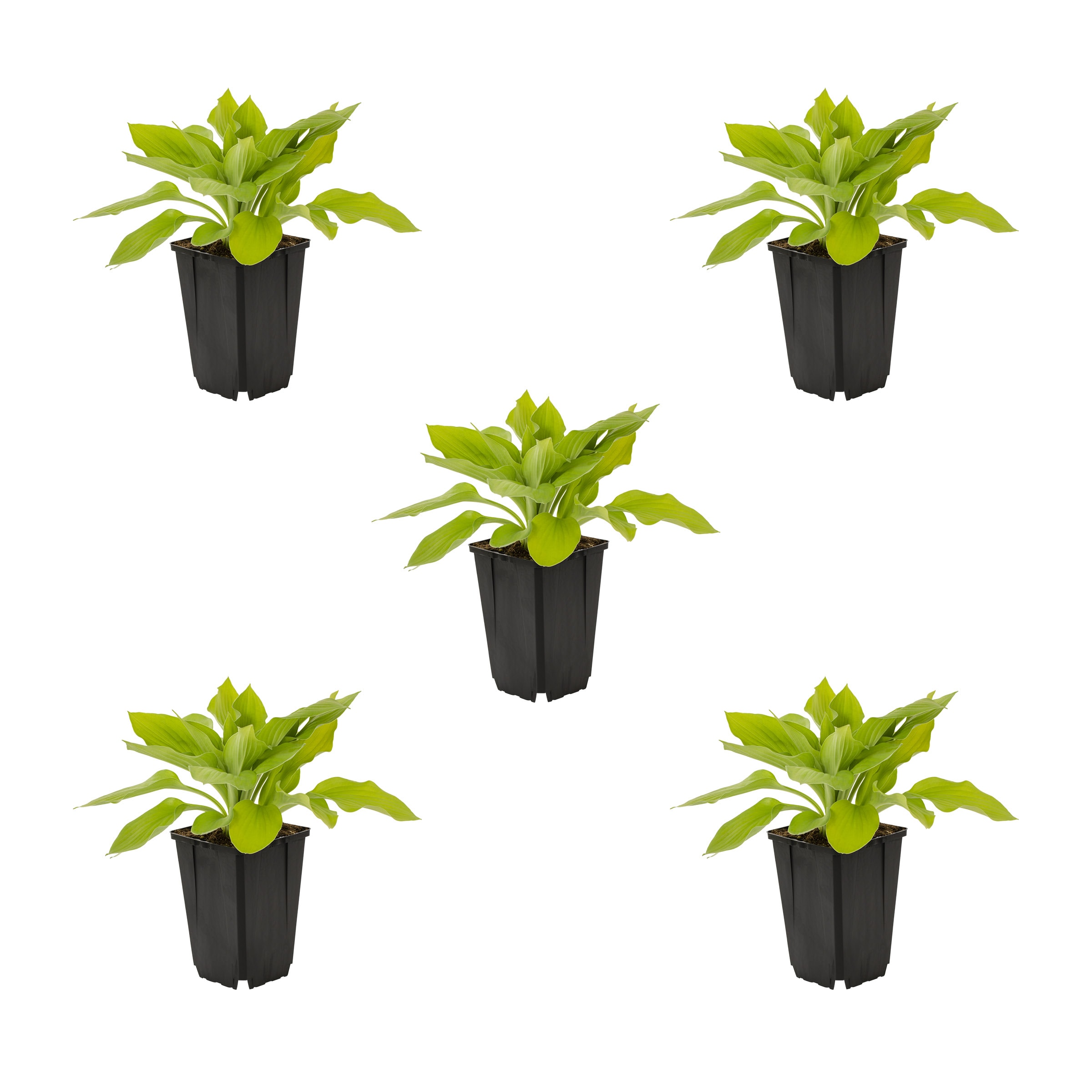 Lavender Hosta Plant in 1-Quart Pot 5-Pack | - Metrolina Greenhouses 78492