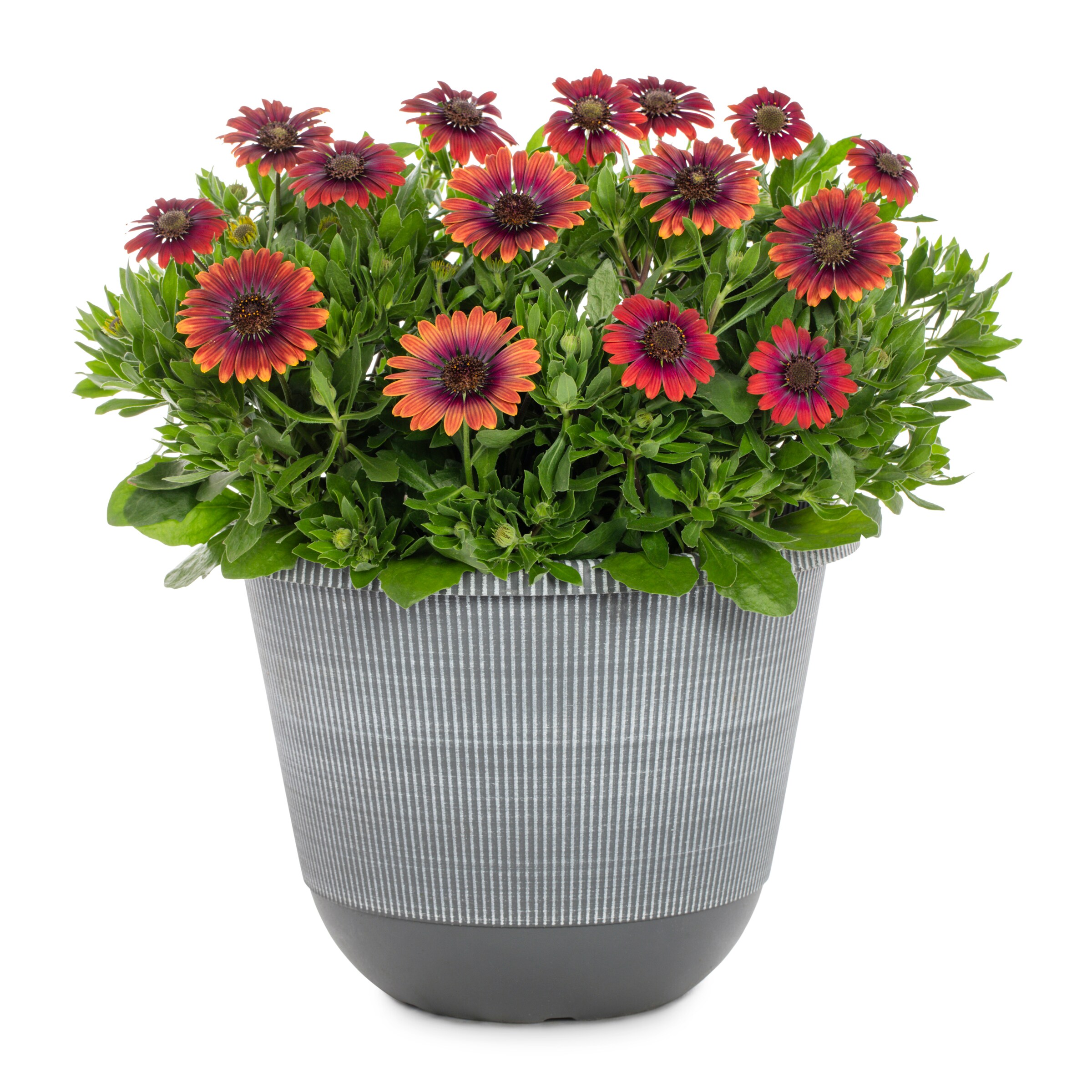 Lowe's 2.50GLPETPL Multicolor African Daisy in 2 Gallon(s) Planter 1 -Pack