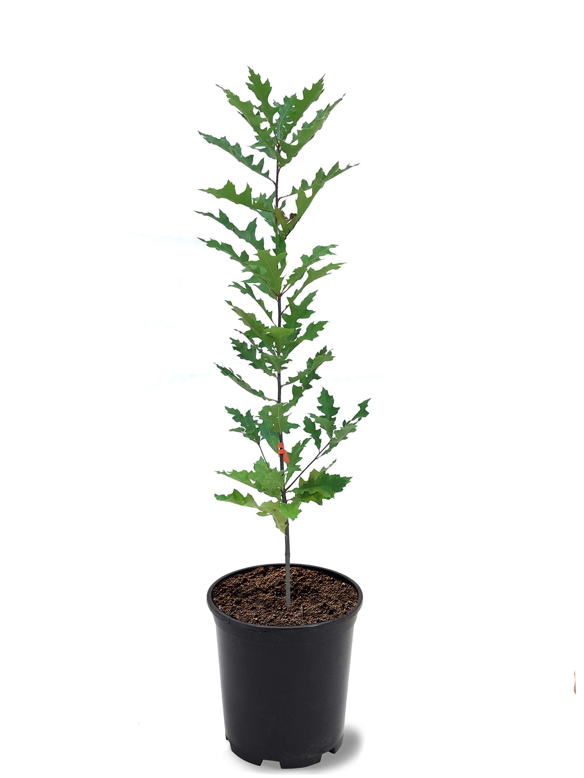 Southern Planters OAKNUT01G 1 -Gallon Shade Nuttall Oak In pot (with soil)