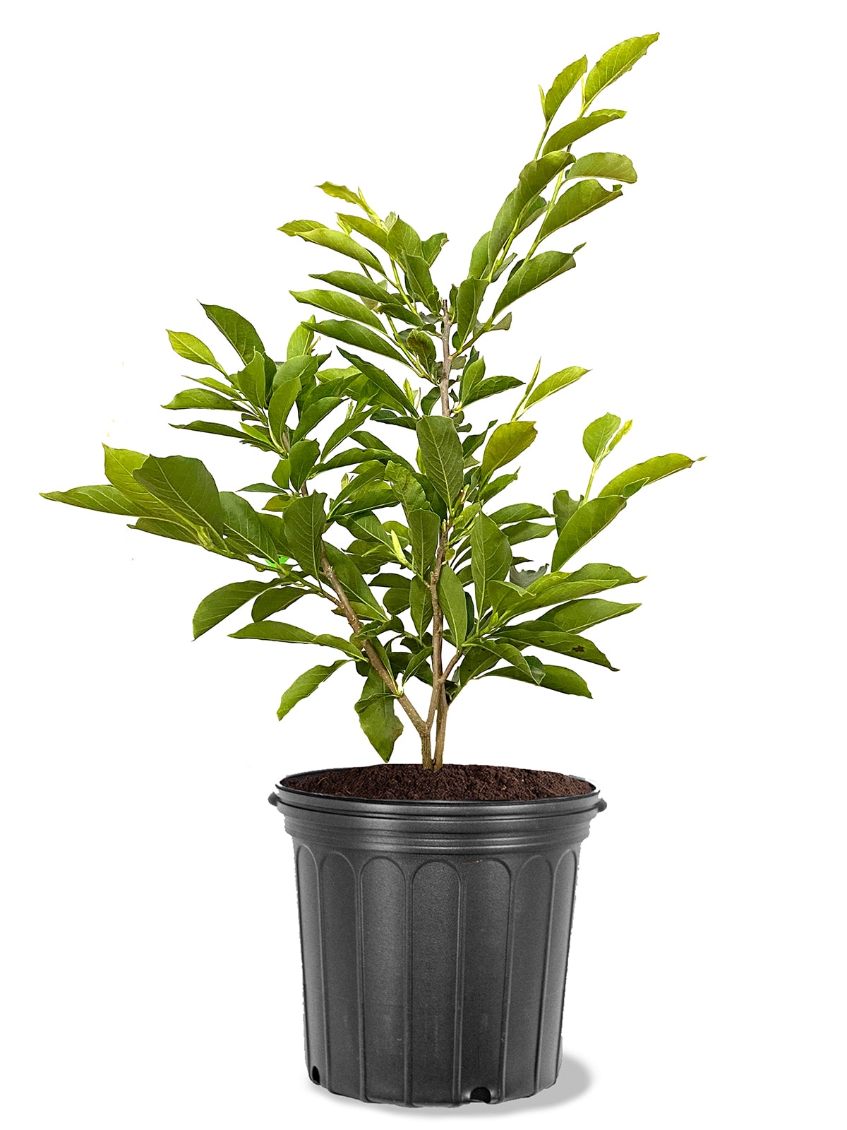 Southern Planters MAGJAN05G 5 -Gallon Pink Flowering Jane Japanese Magnolia In pot (with soil)