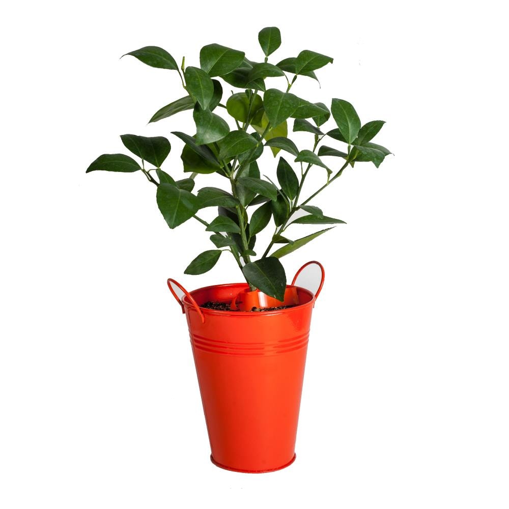 Bloomsz 414 Plant Planter