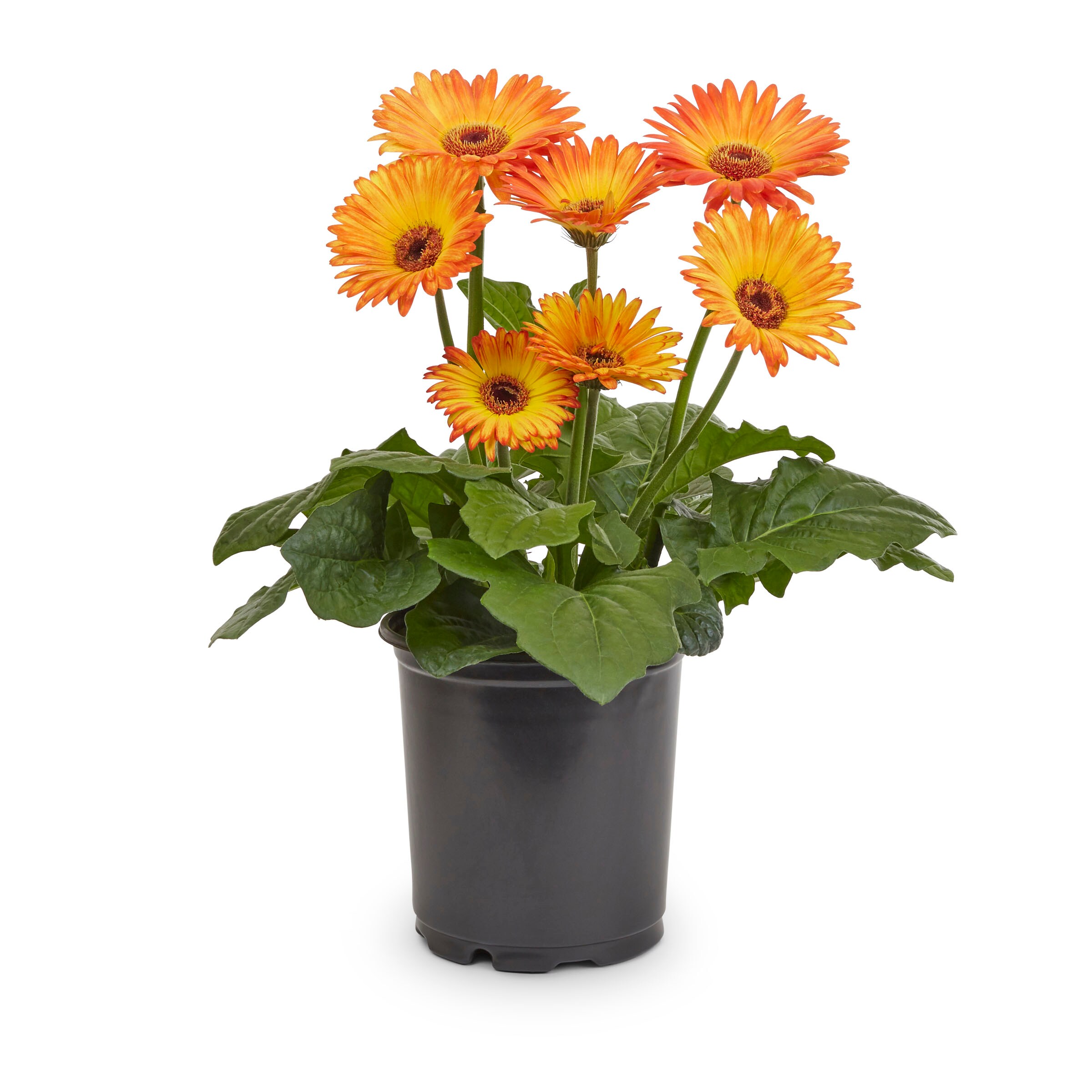 Lowe's 53629 Multicolor Gerbera in 2.5-Quart Pot