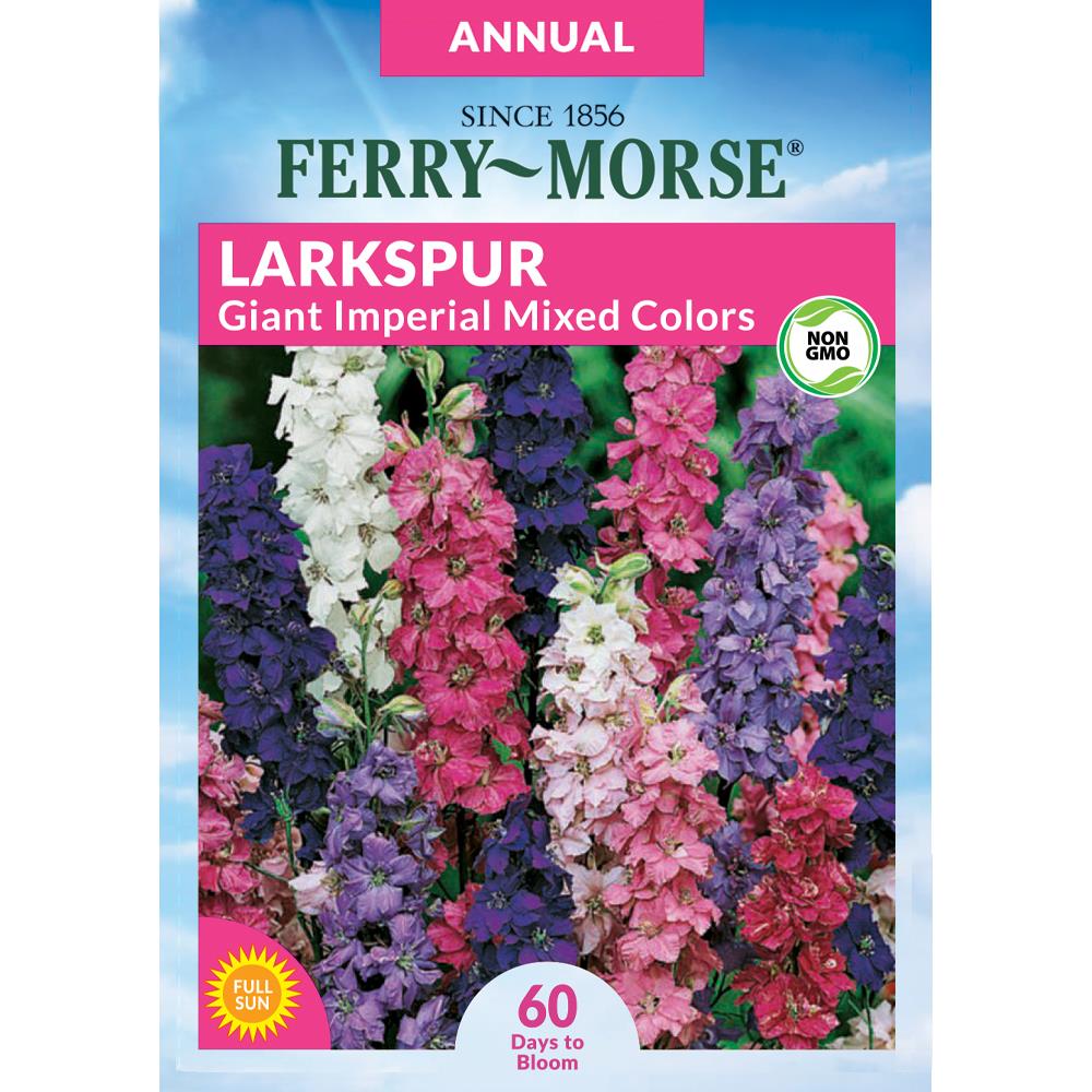 rent aIDS højt Ferry-Morse Larkspur Giant Imperial Mixed Colors Flower Seeds (Seed Packet)  1-Gram at Lowes.com
