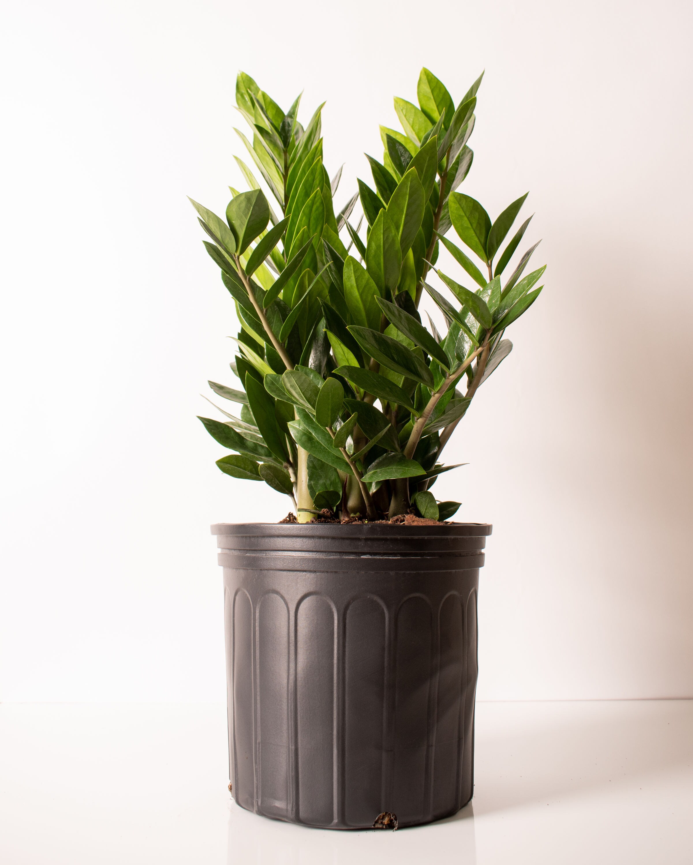 National Plant Network LW7761 Zz Plant House Plant in 10-in Pot