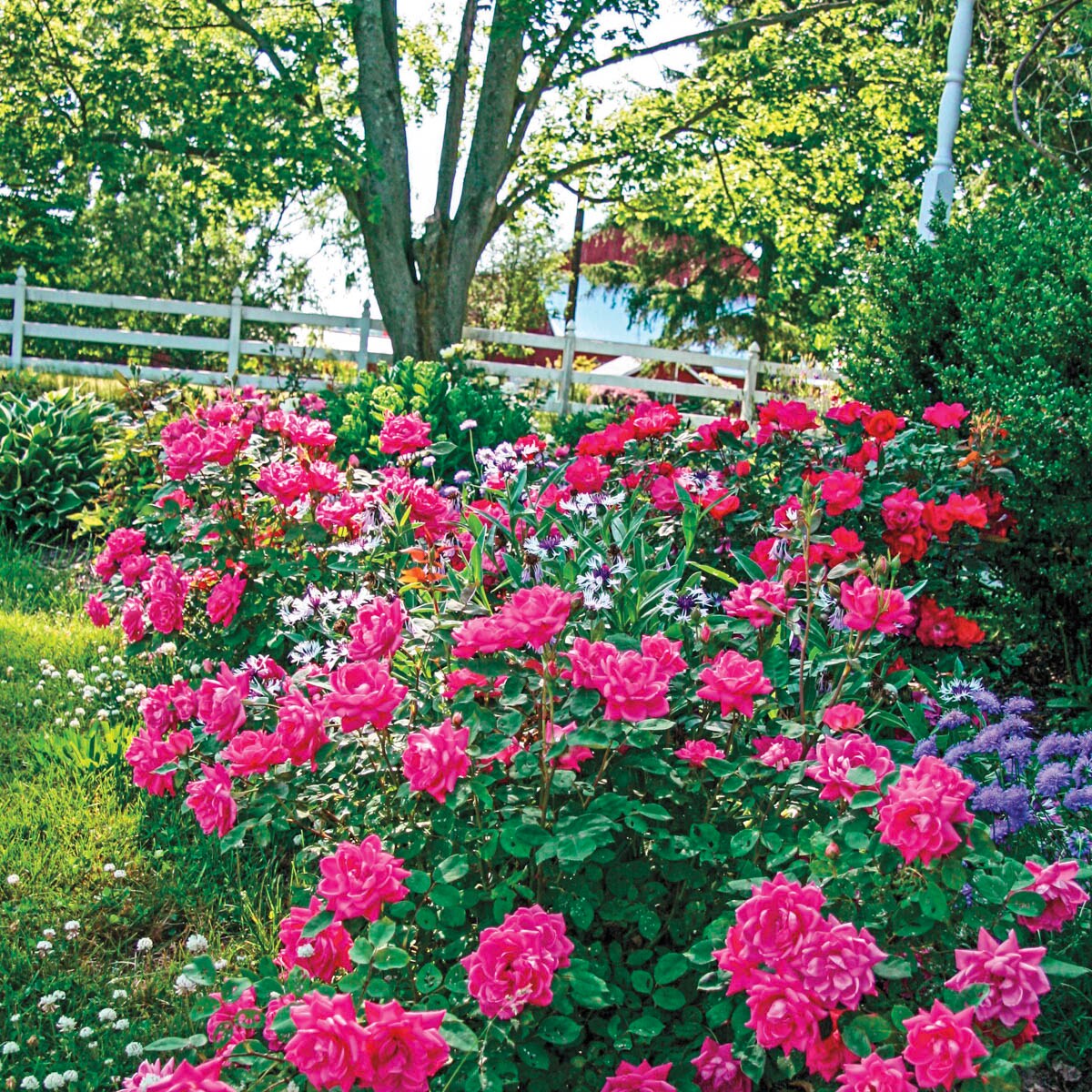 Spring Hill Nurseries 88458 roses - View #3