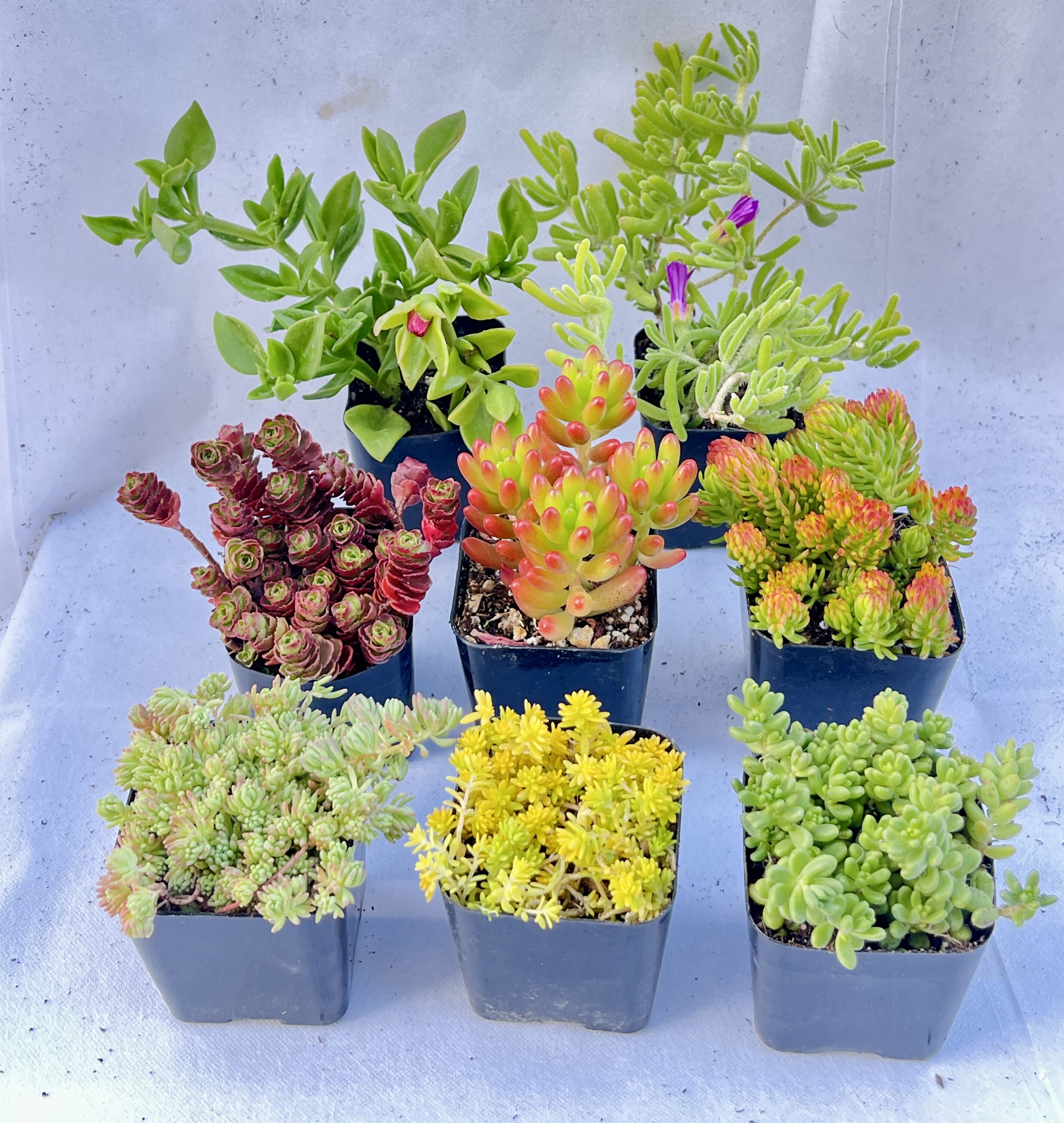 MiniEpic OP-LS-22 hseplants - View #5