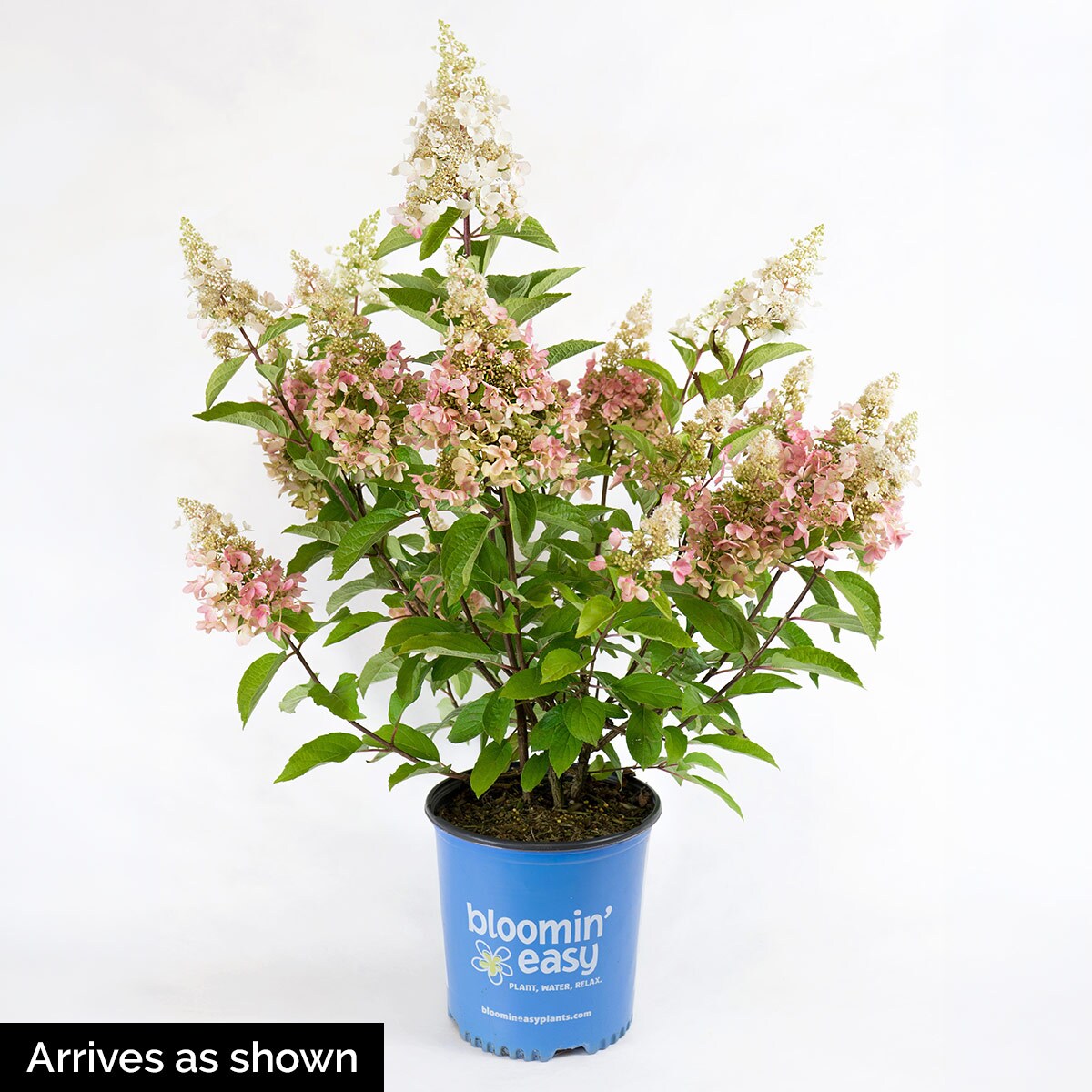 Direct Gardening 2 -Gallon Candleabra Hydrangea Flowering Shrub with White Blooms 1 -Pack