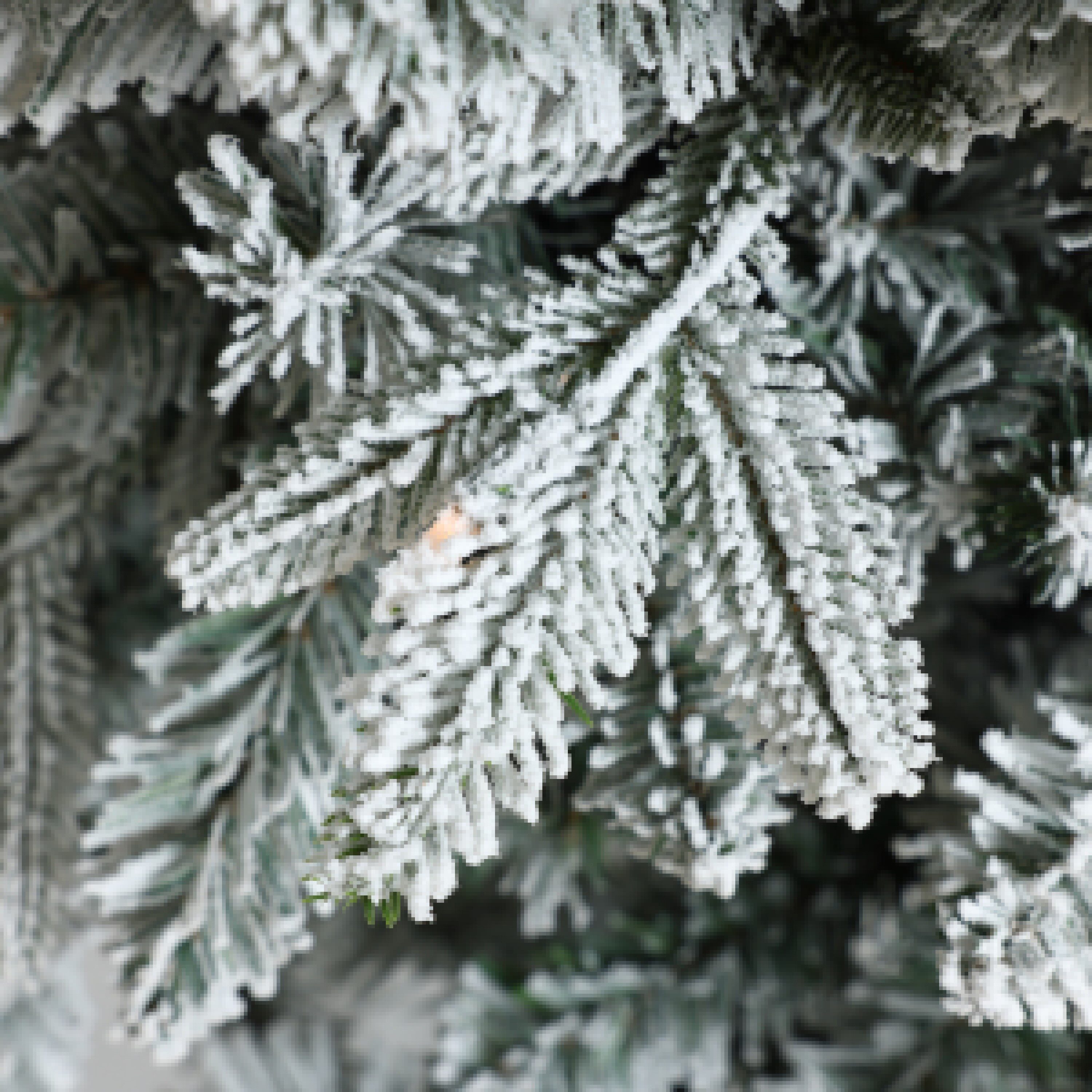 5ft White Flocked Fir Artificial Christmas Tree with LED Lights