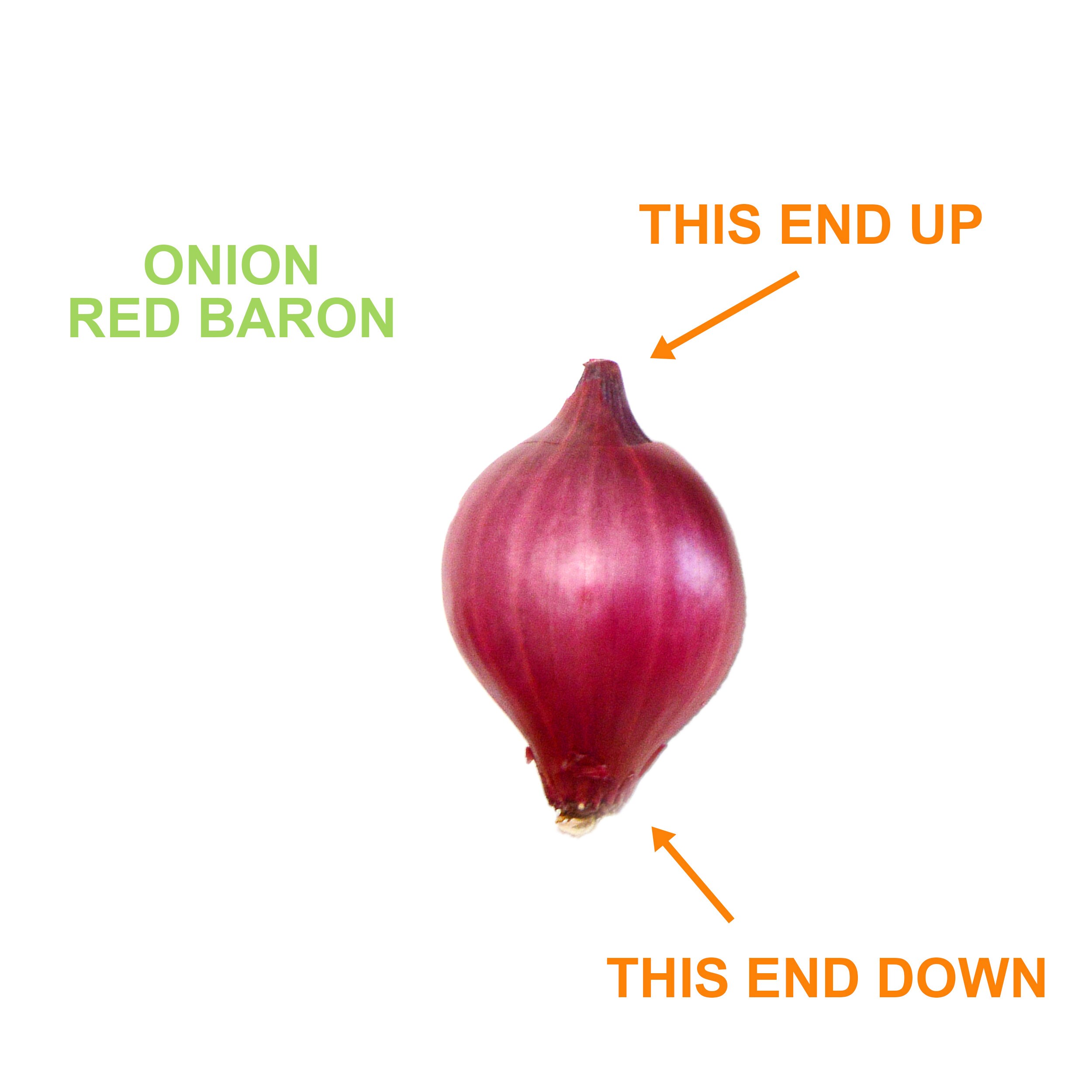 Garden State Bulb ECS-30-02-02 Vegetable-Herb-Seeds - View #5