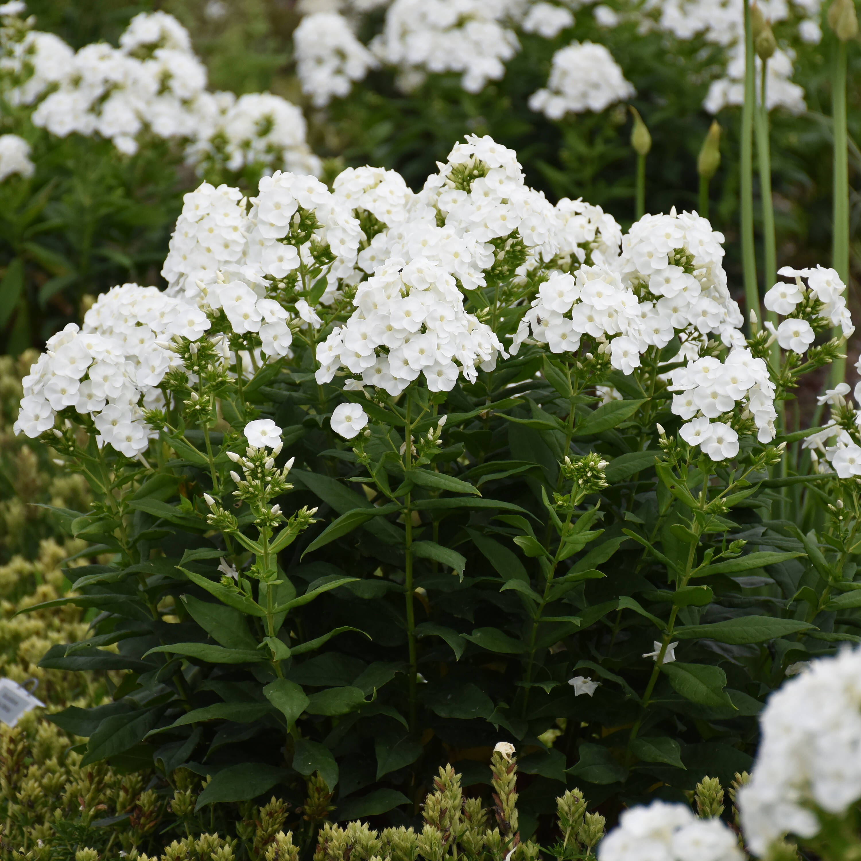 Proven Winners PHLPWP2036102 perennials - View #4