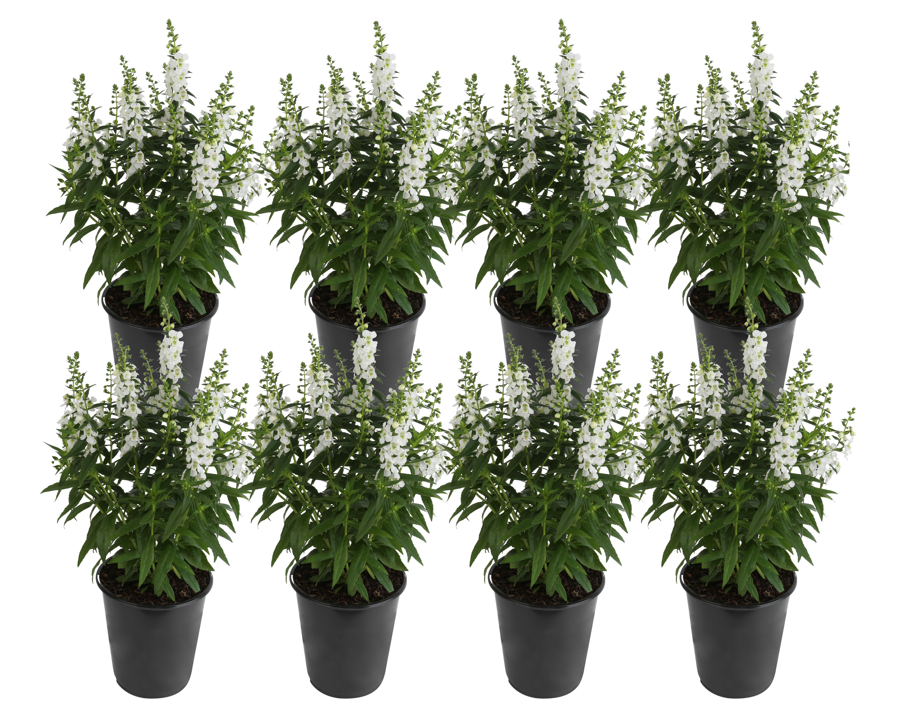 Costa Farms CO.1QTANG.1.WHT.PK8 White Angelonia in 1-Quart Pot