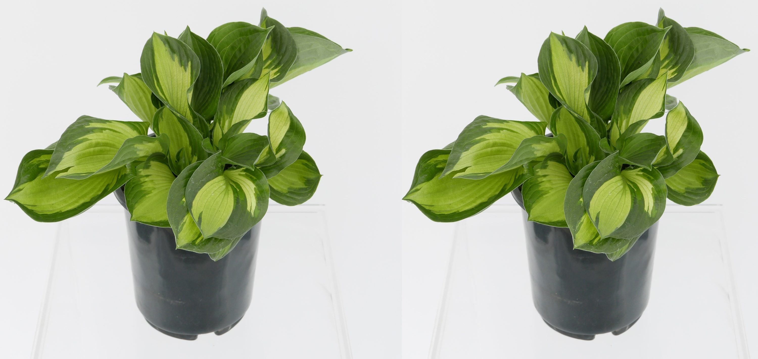  1071 White Hosta Whirlwind Plant in -Quart Pot 2.0 -Pack