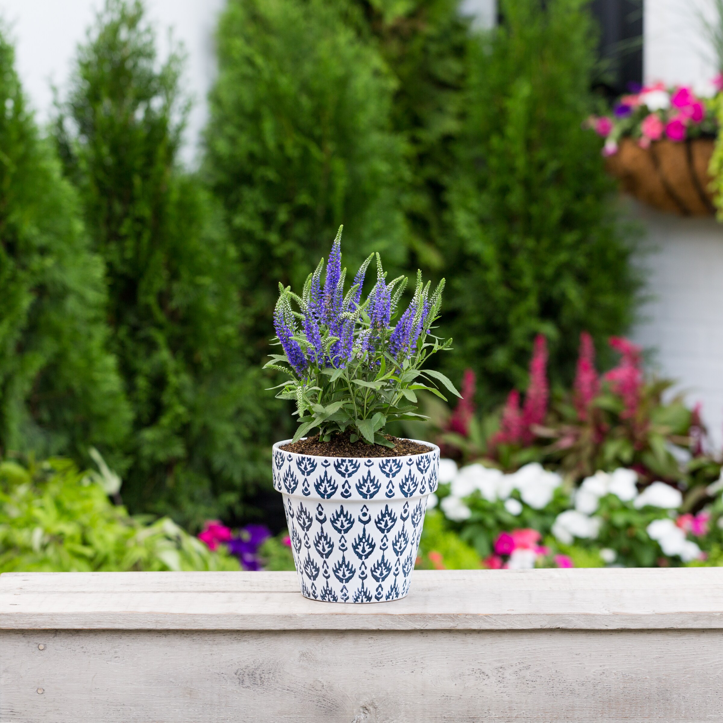 Monrovia NURSERY perennials - View #3