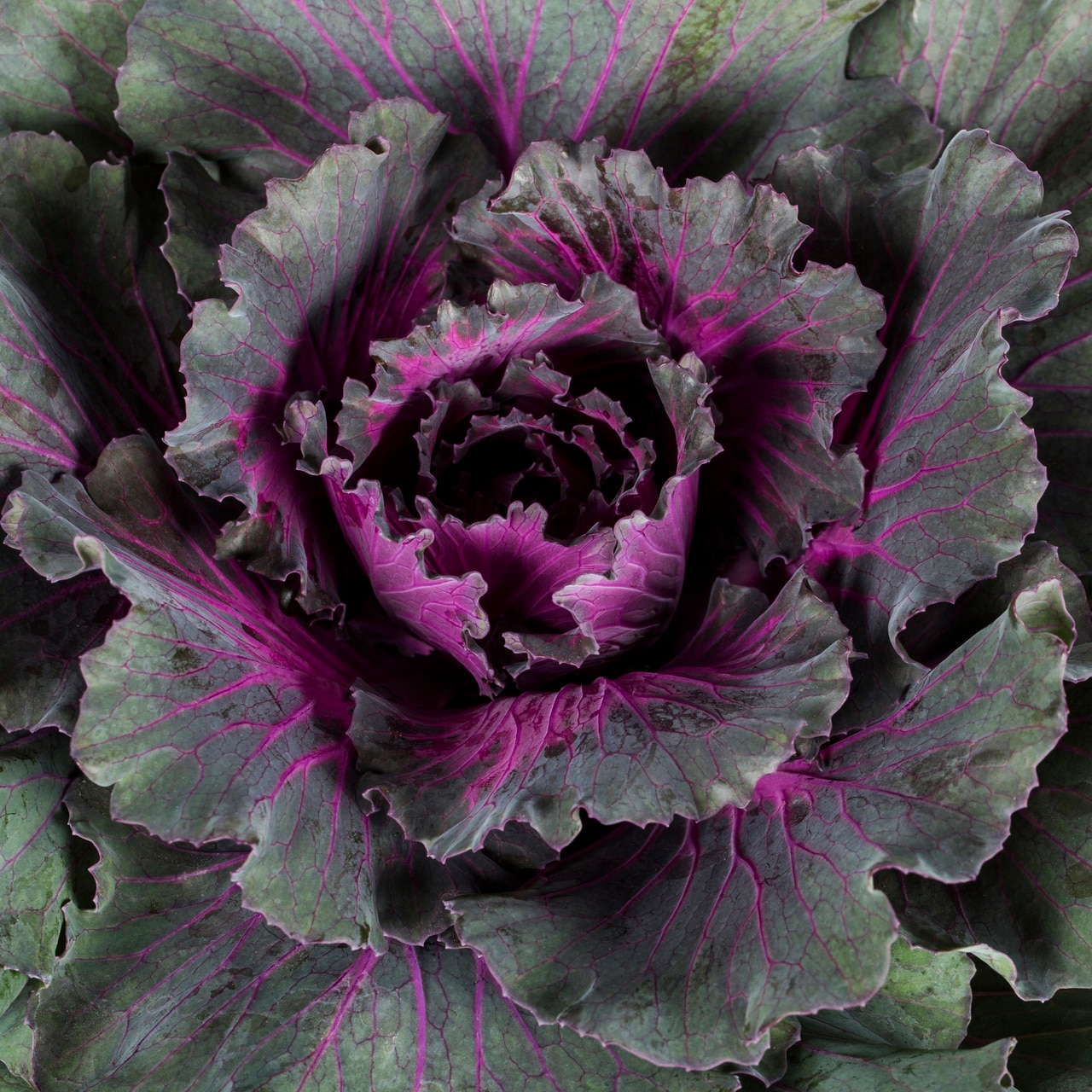 Lowe's 1099934 annuals - View #2