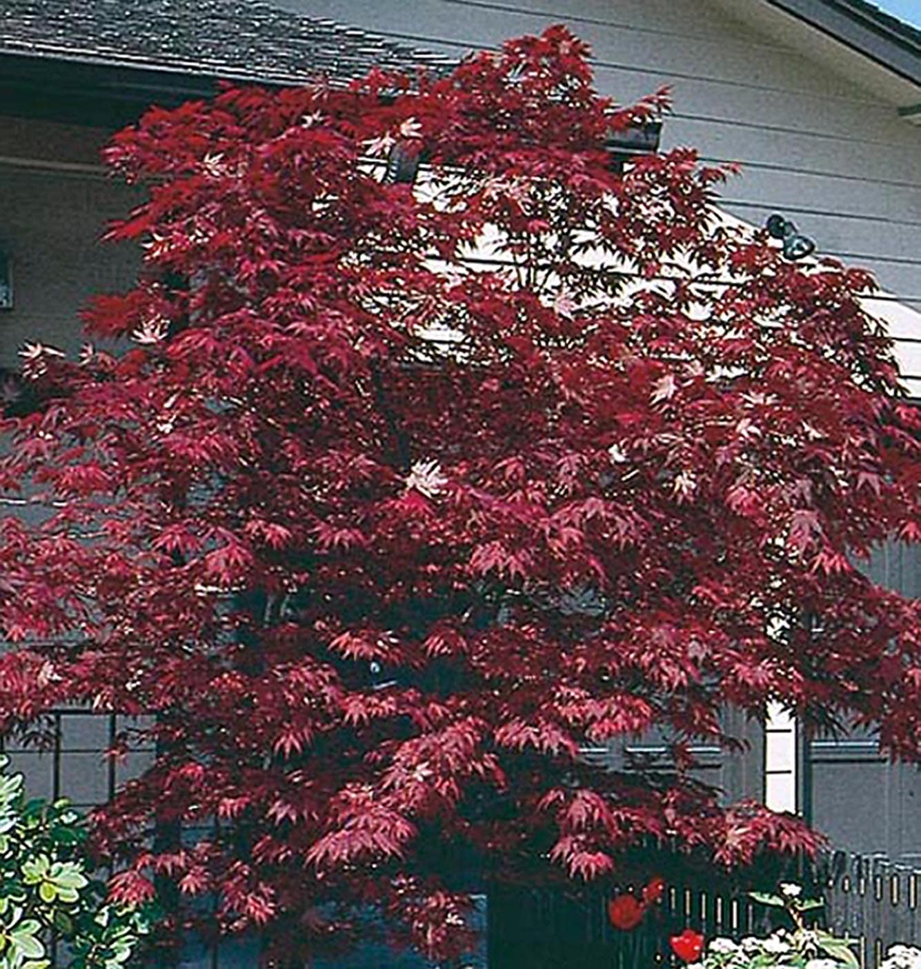  NURSERY 