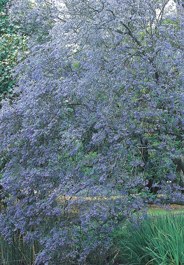  NURSERY 1-Gallon Lavender Feature Tree Jacaranda Tree