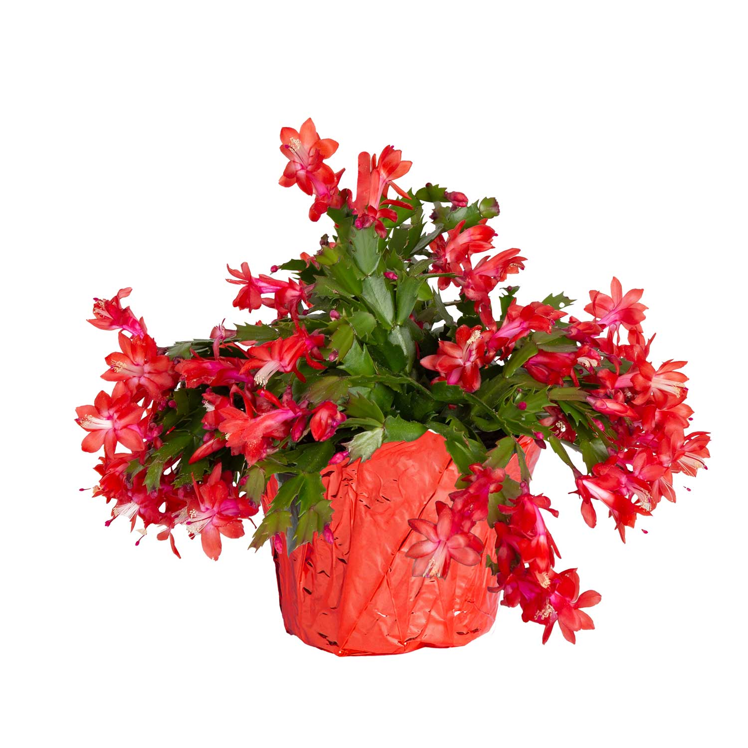 Costa Farms 1.4Quart Fresh Christmas Potted Christmas Cactus in the