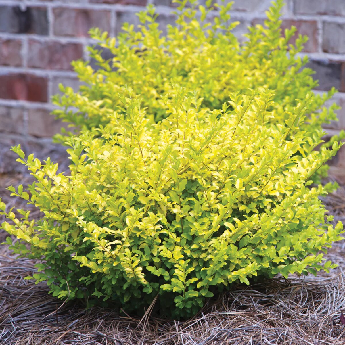 Southern Living LIGSUN03G shrubs - View #2