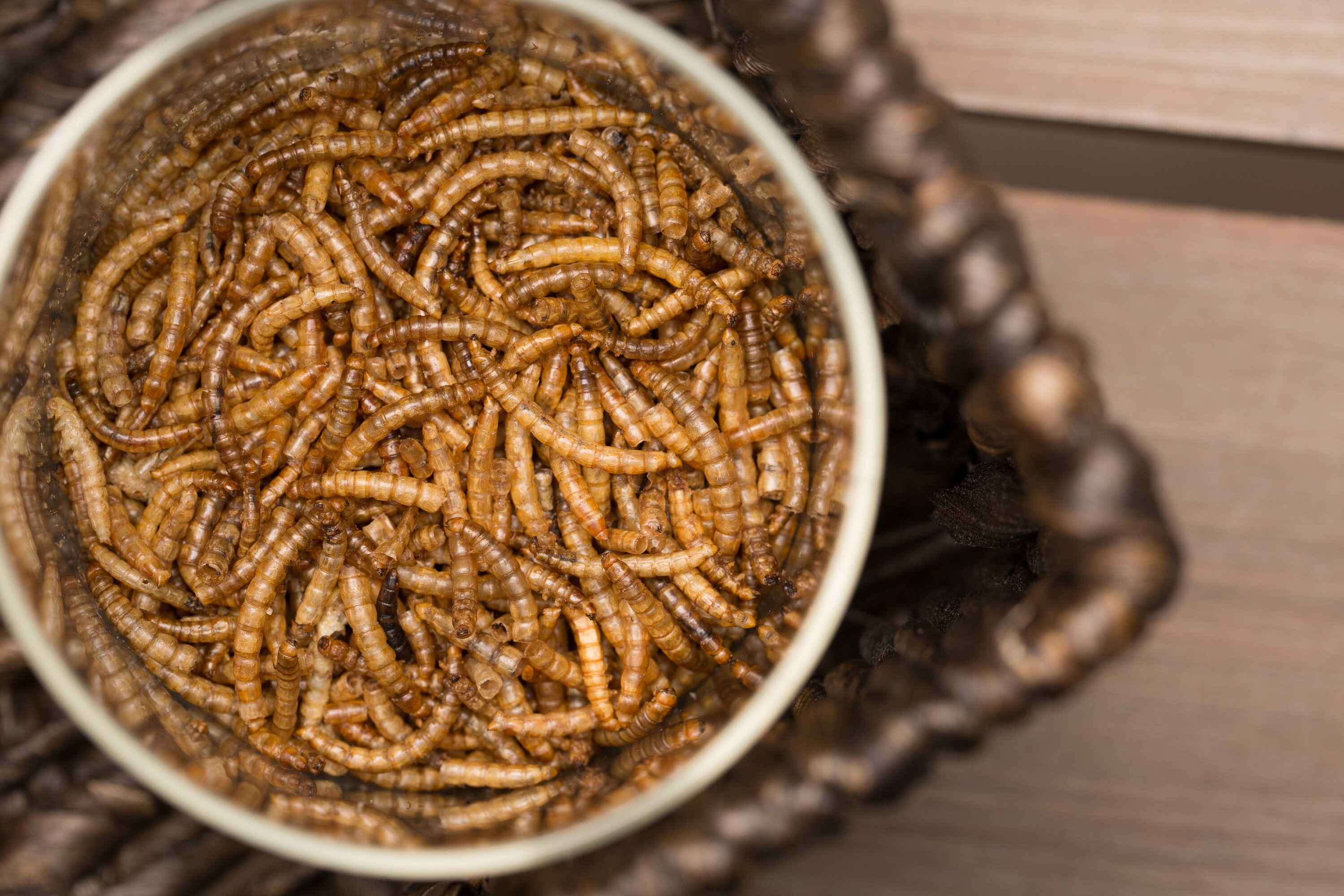 lowes dried mealworms