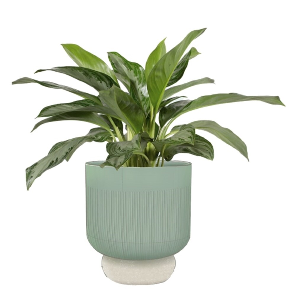 LiveTrends ASB07682 CARMINE House plant in 36 Ounce(s) Pot 1 -Pack