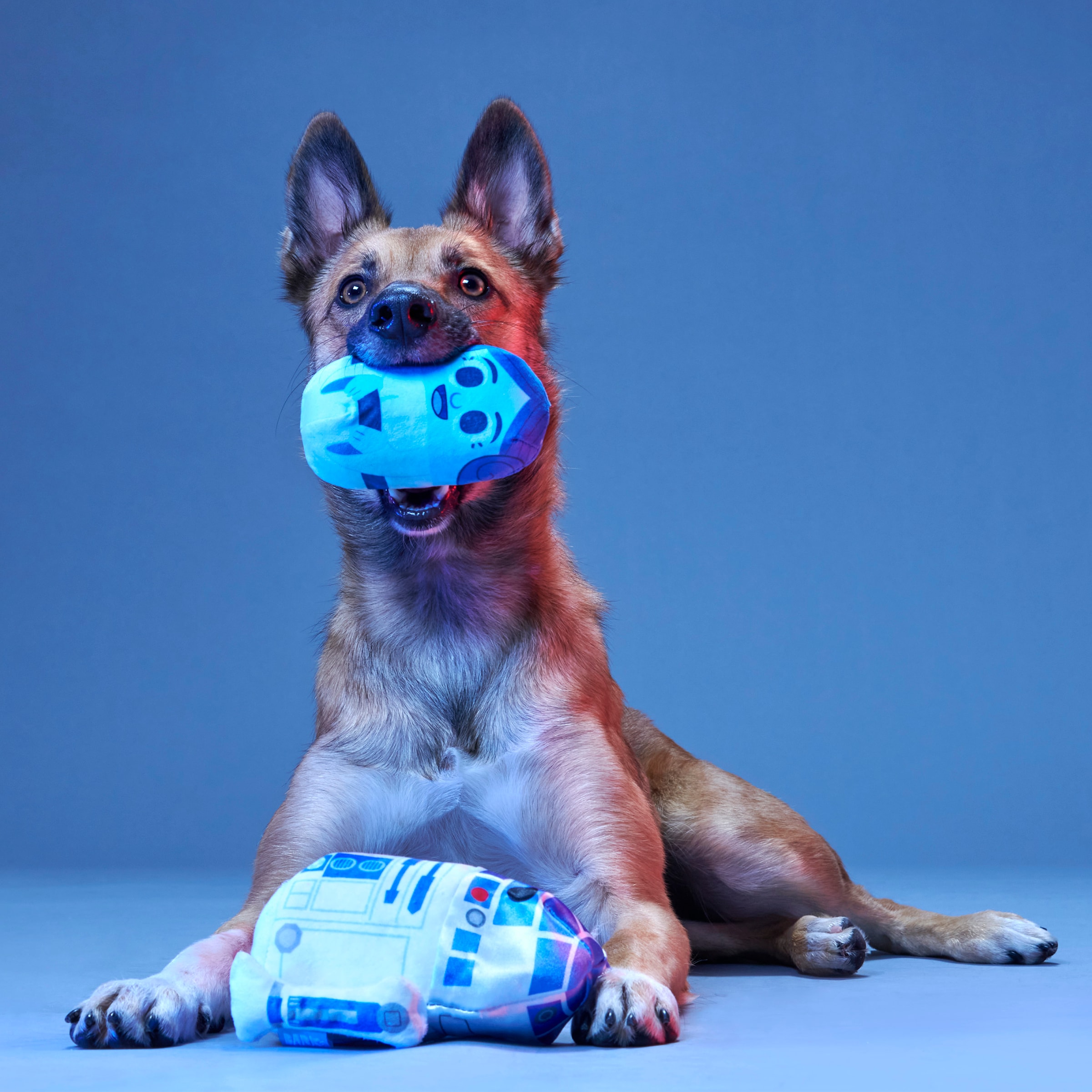 BARK 214199 Dog-Toys - View #7