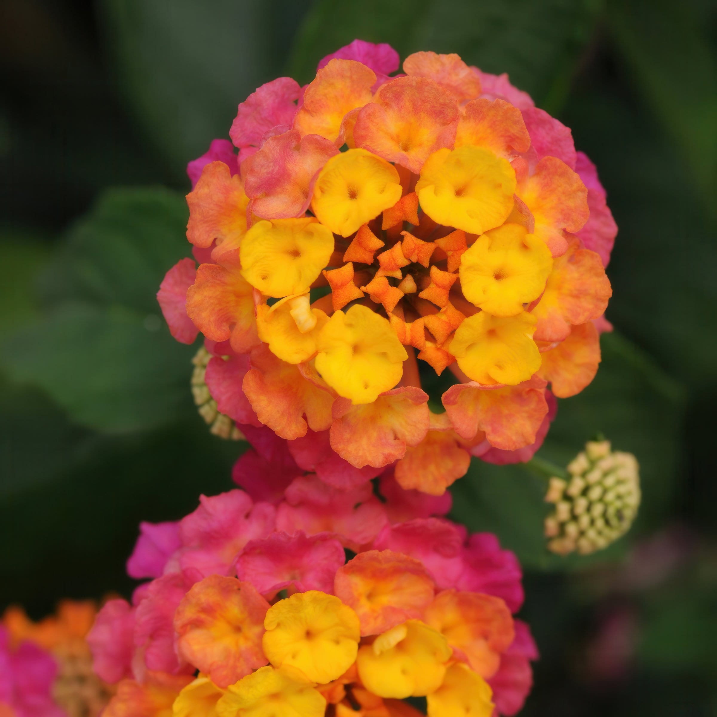 National Plant Network LW2153 annuals - View #9