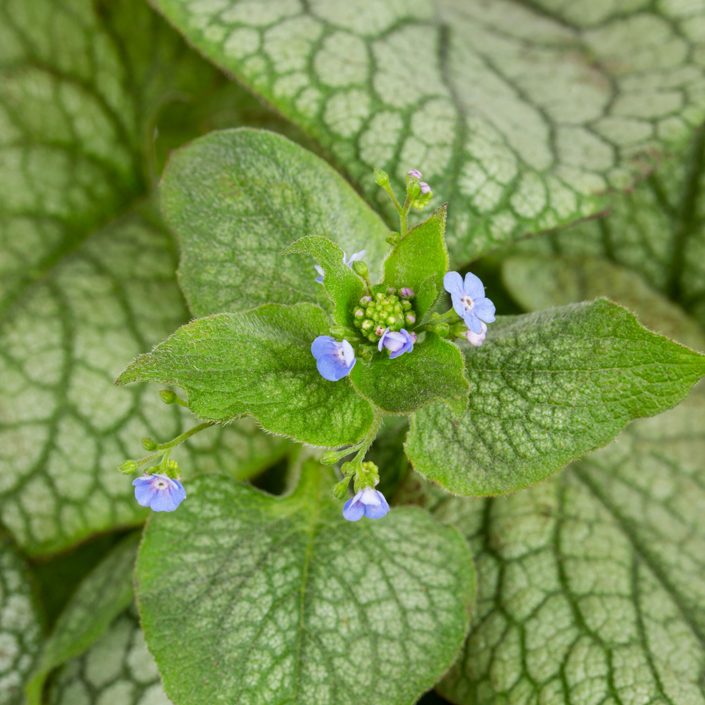 Proven Winner NURSERY shrubs - View #2