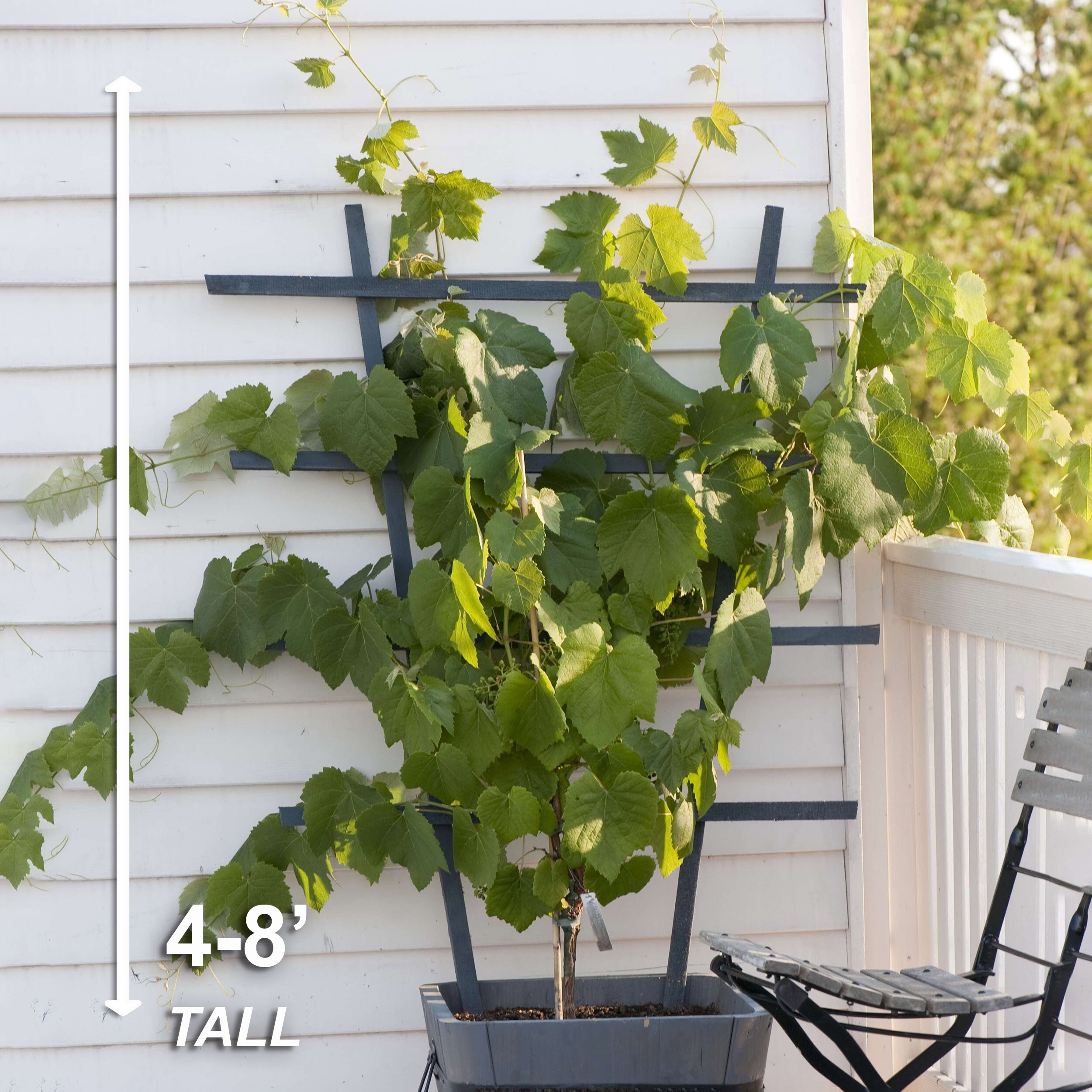 Garden State Bulb ECS-80-01-01 Fruit-Plants - View #5