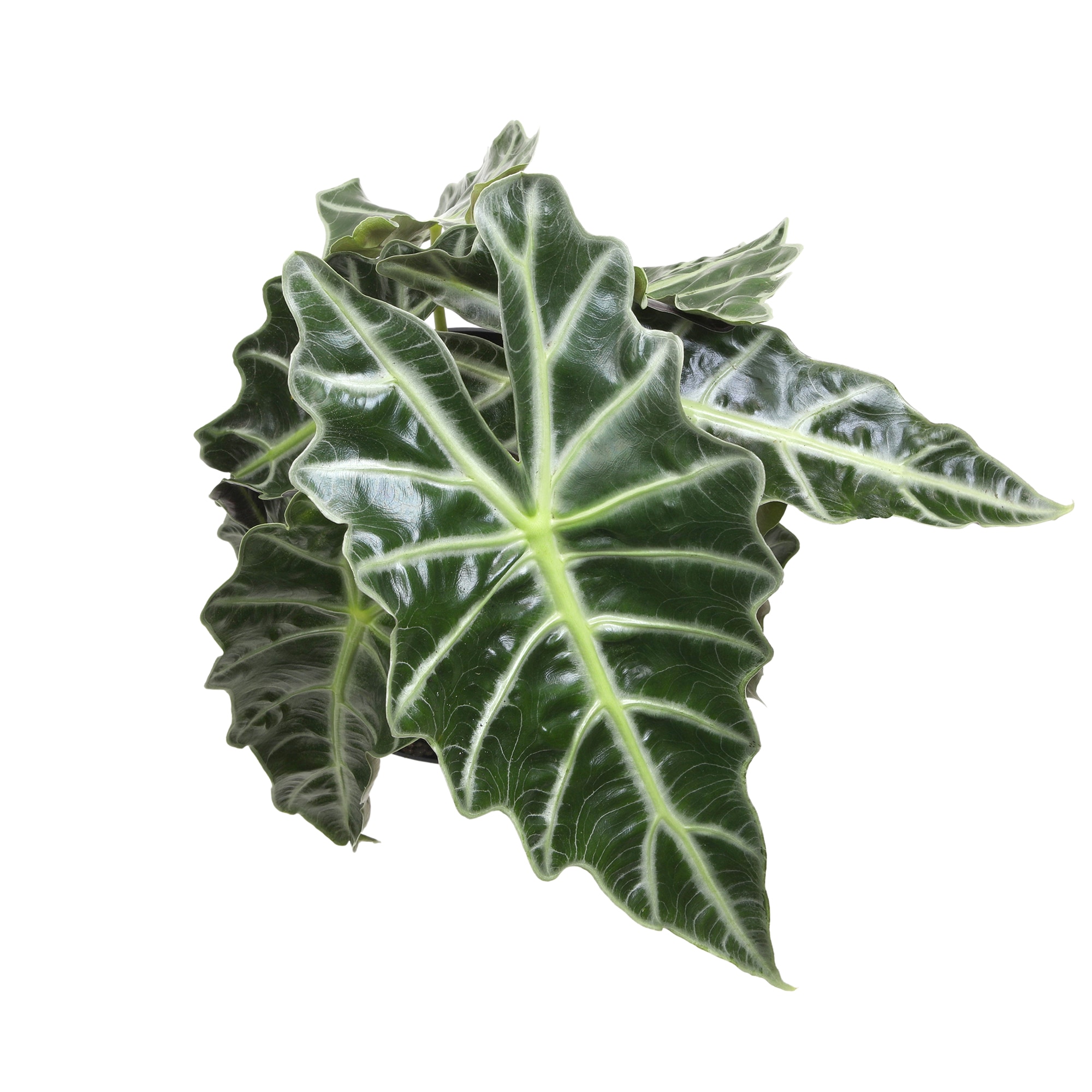 Alocasia Polly Indoor/Outdoor Air-Purifying Plant in Black Plastic Pot