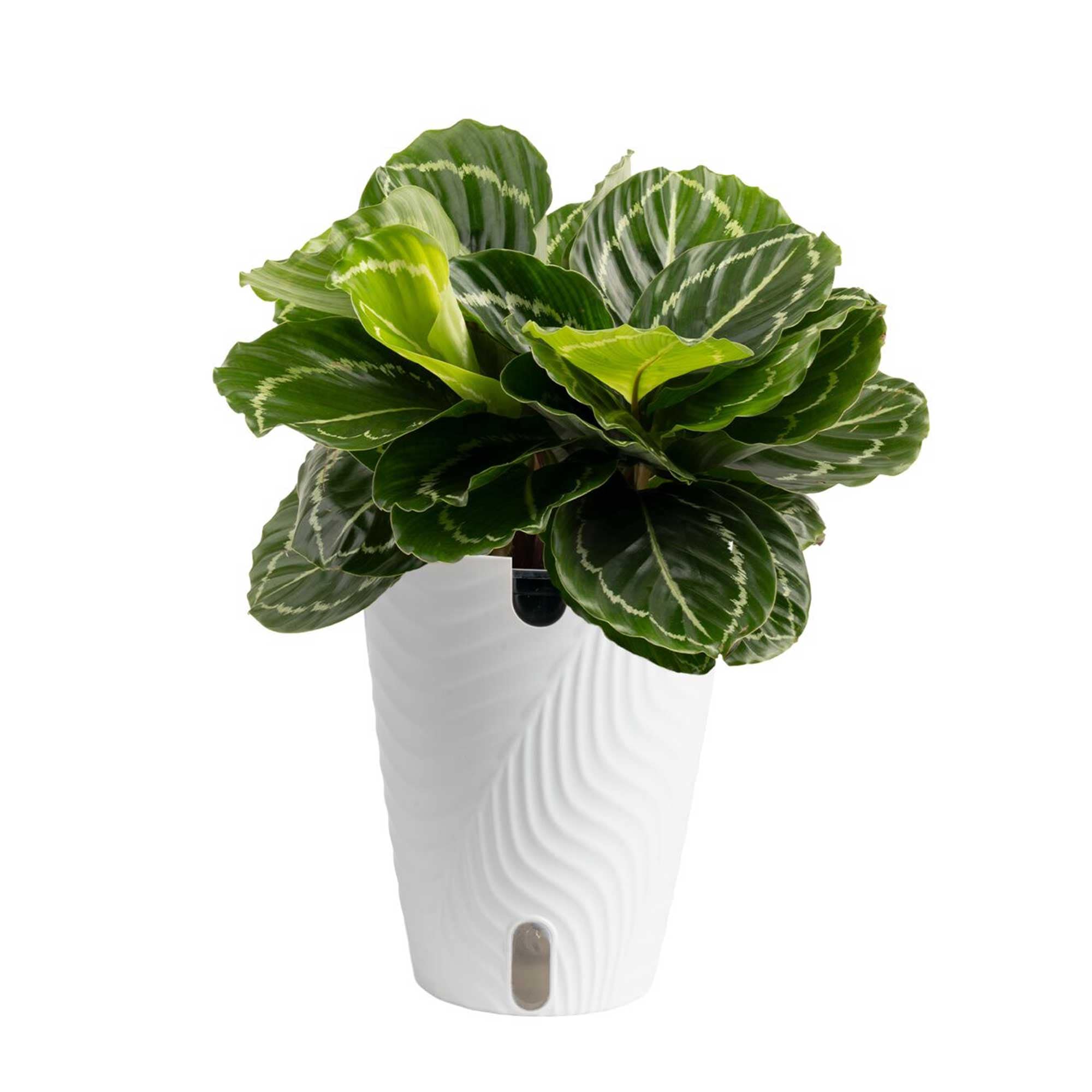 Costa Farms Calathea Grower's Choice House plant in 5 Inch(es) Self-watering pot 1 -Pack