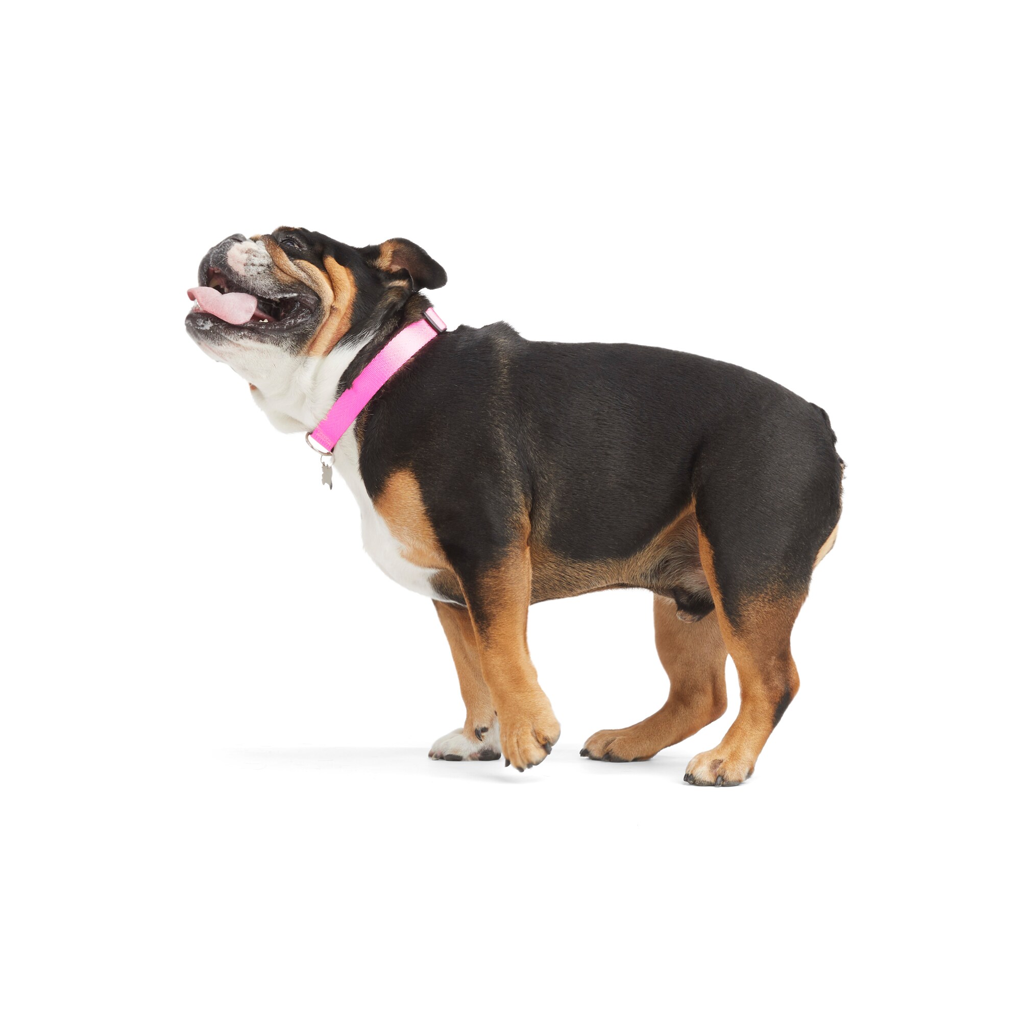 Youly 3709744 Dog-Collars-Harnesses - View #4