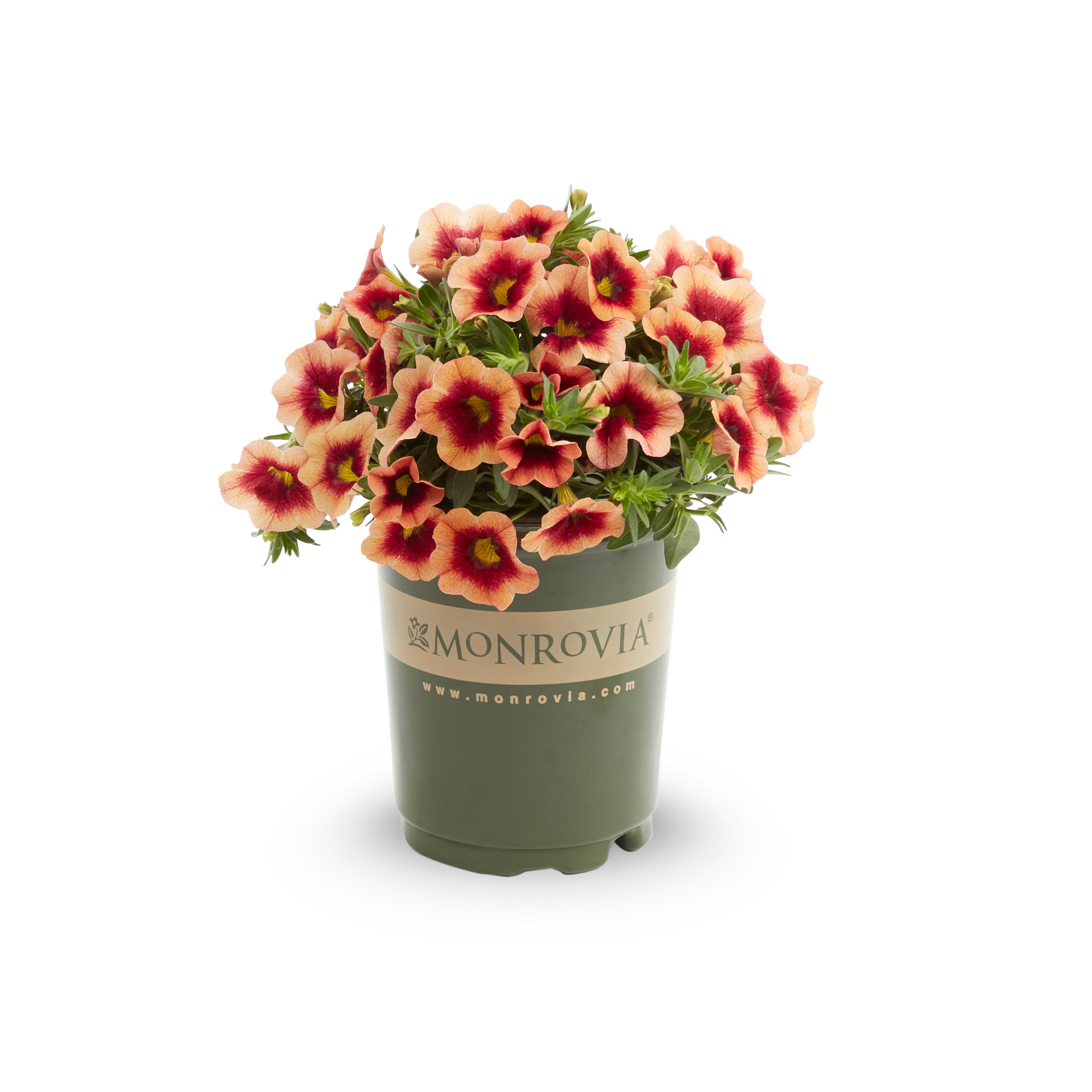 Monrovia 221614 annuals - View #3