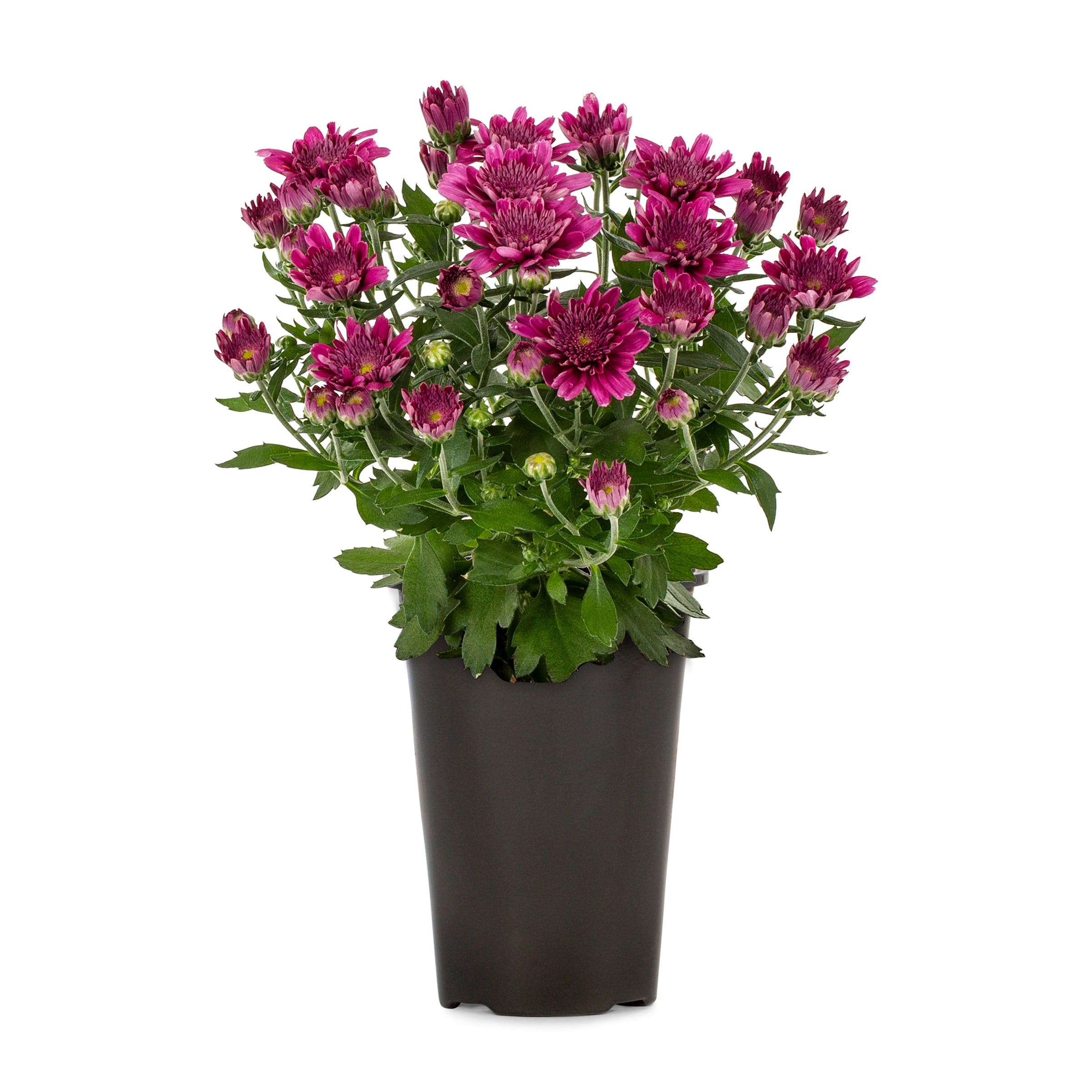 Lowe's 761010 Purple Mum in 3 Pint Planter 1 -Pack