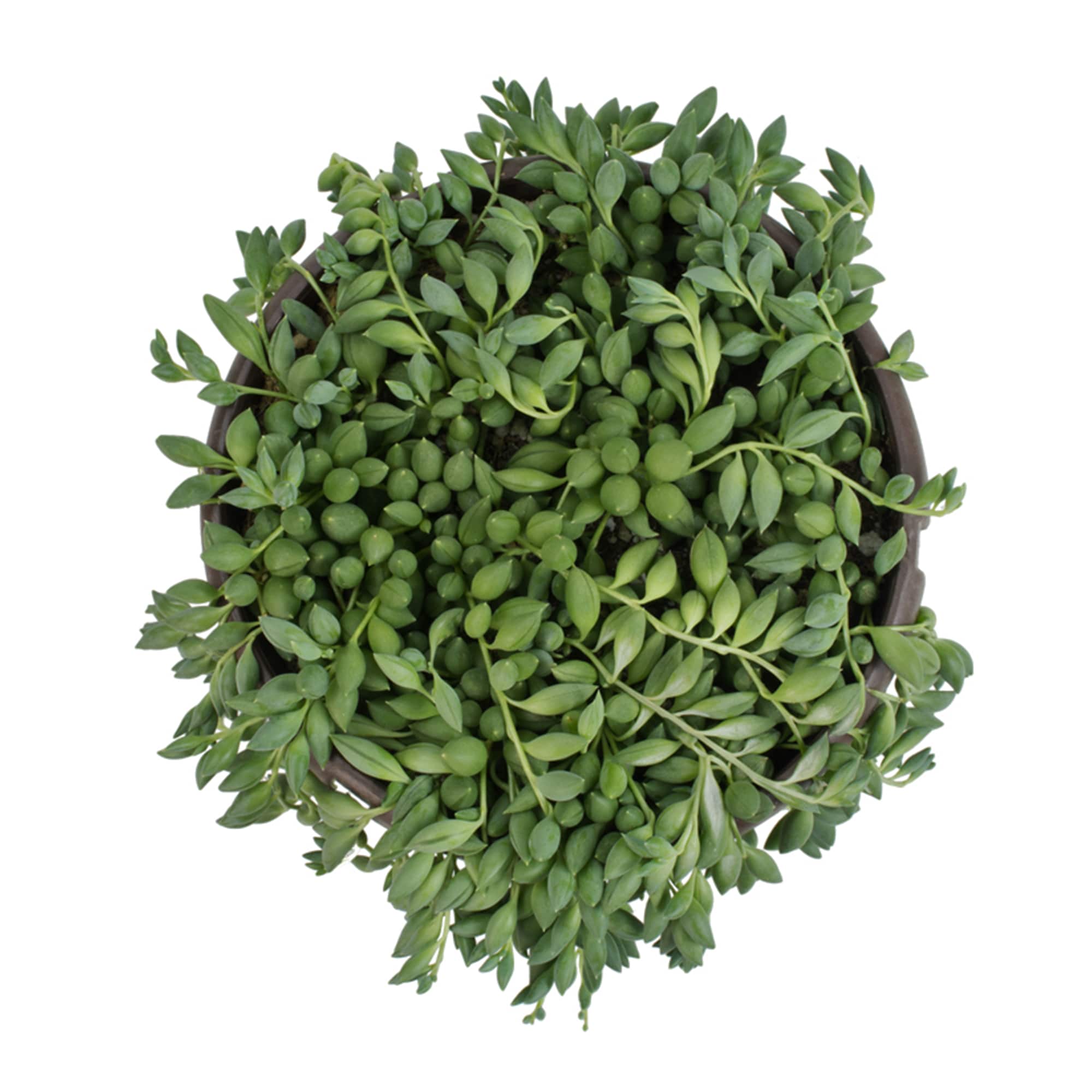 Altman Plants 0883258 Cacti-Succulents - View #7