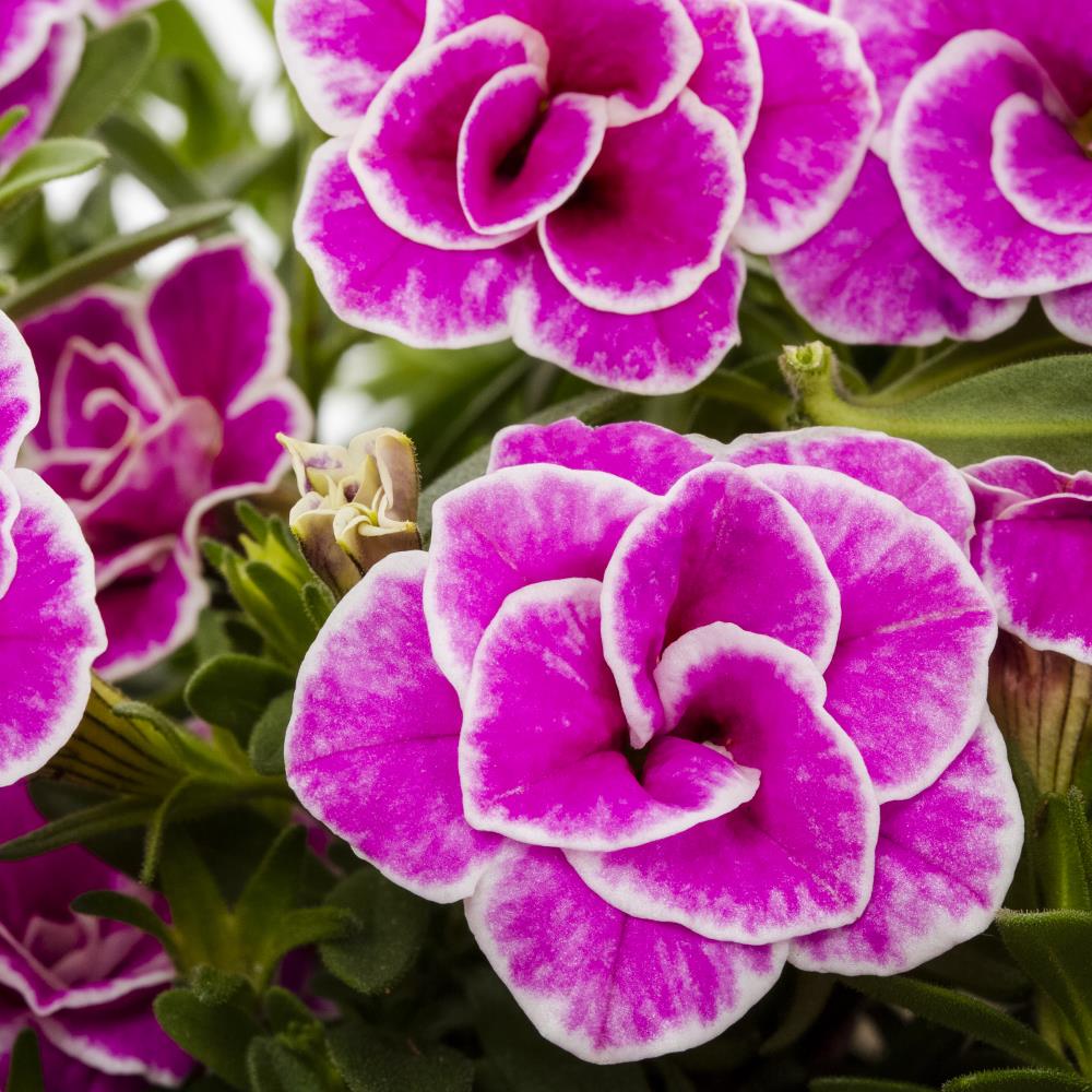 Lowe's NURSERY annuals - View #8