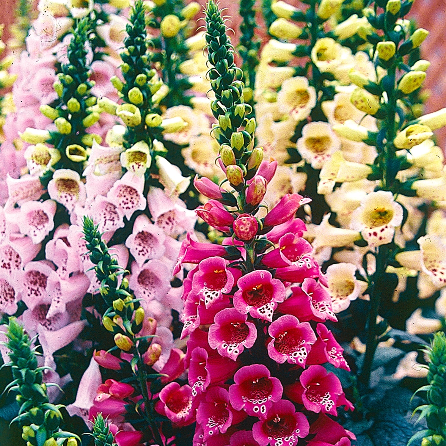 Ferry-Morse LC25.5645 seeds - View #3