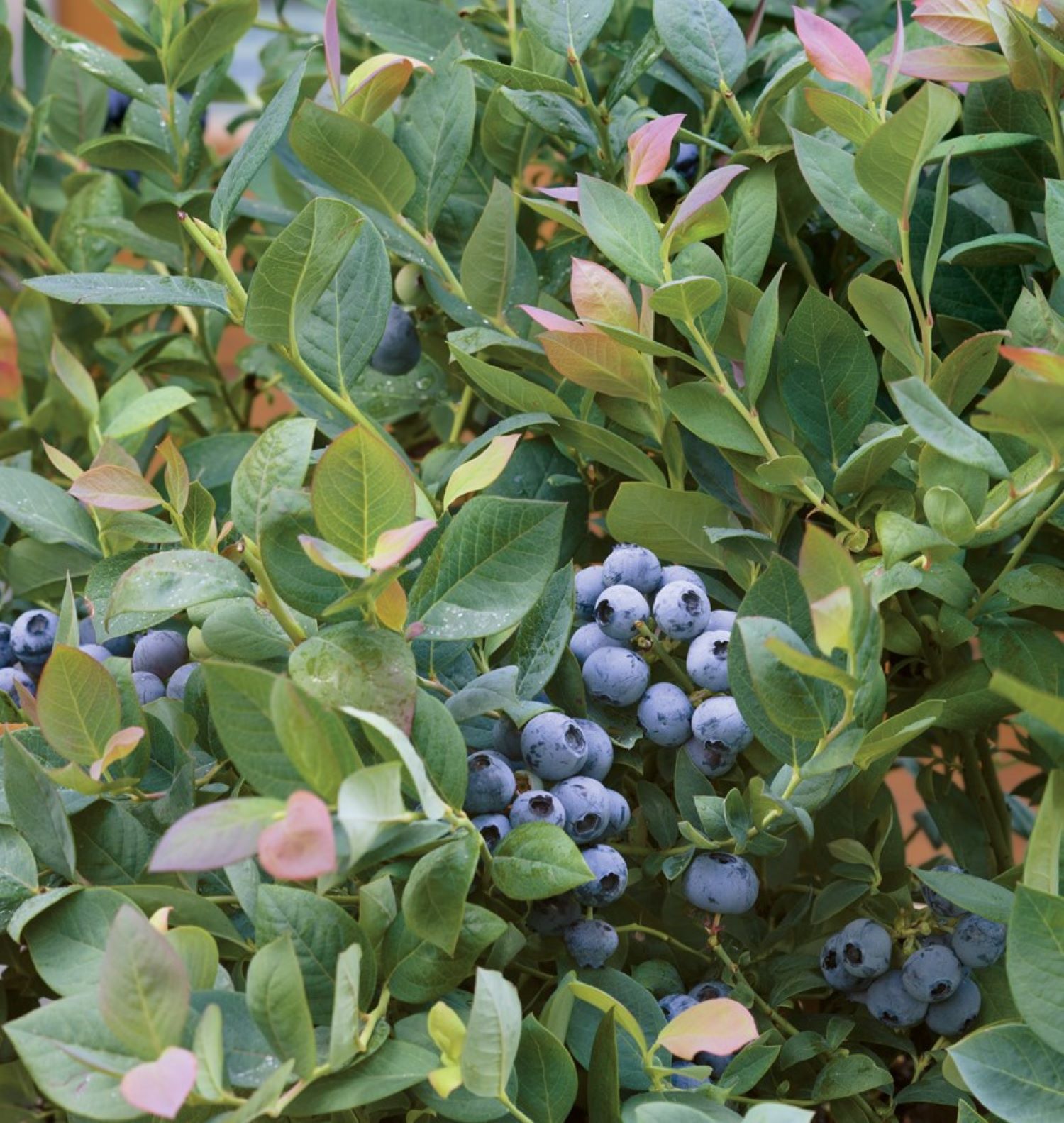 Bushel and Berry O892702 Fruit-Plants - View #3